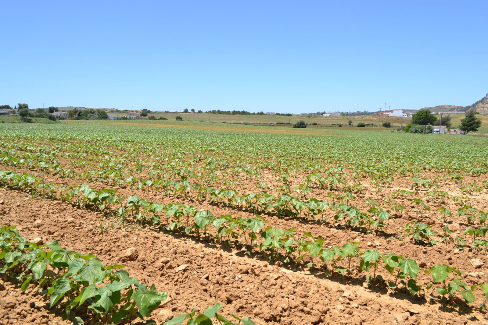 Nikon D3100 sample photo. Plants, cotton, cultivation photography