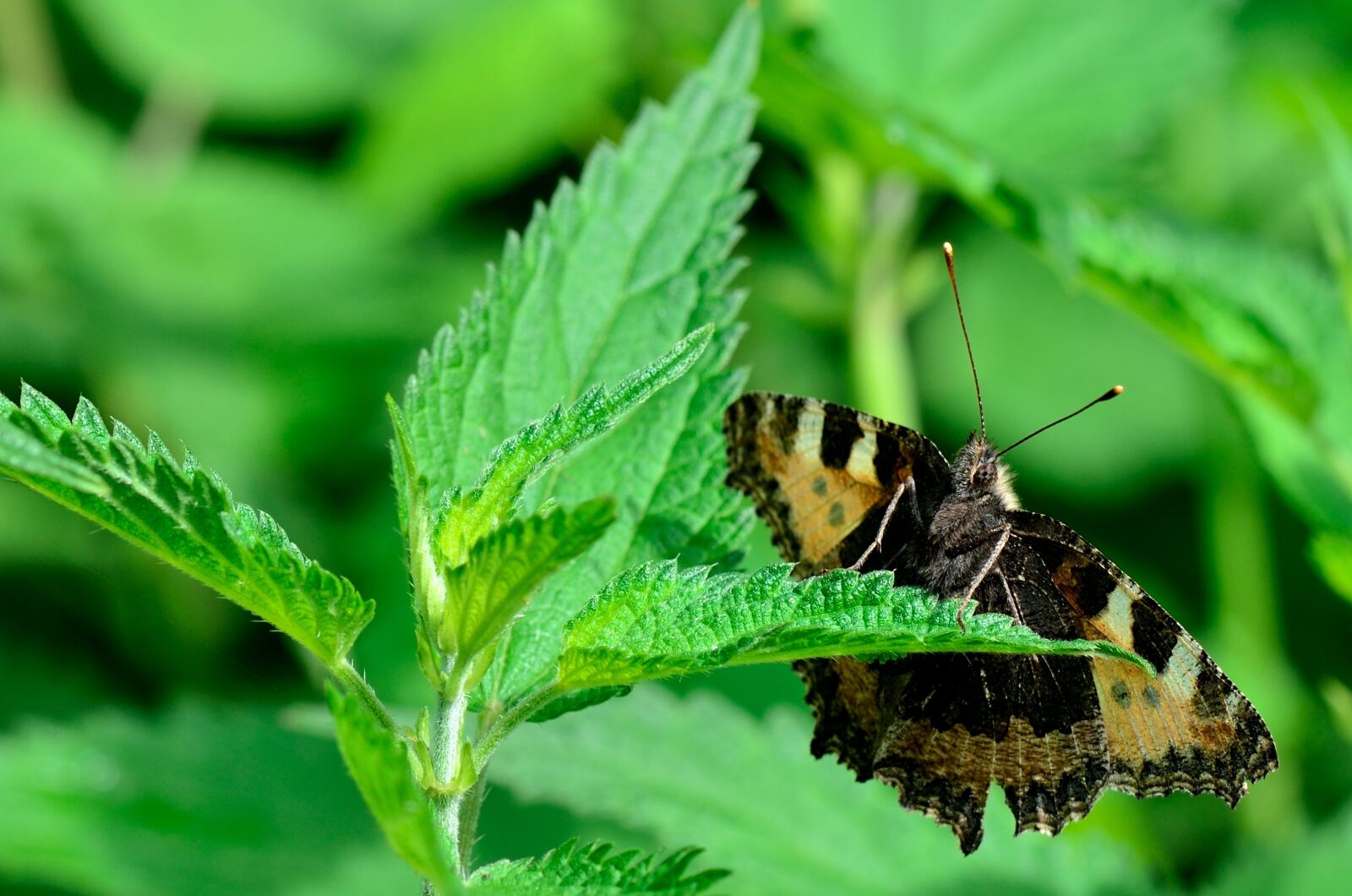 Nikon D7000 sample photo. Butterfly, summer, nature photography