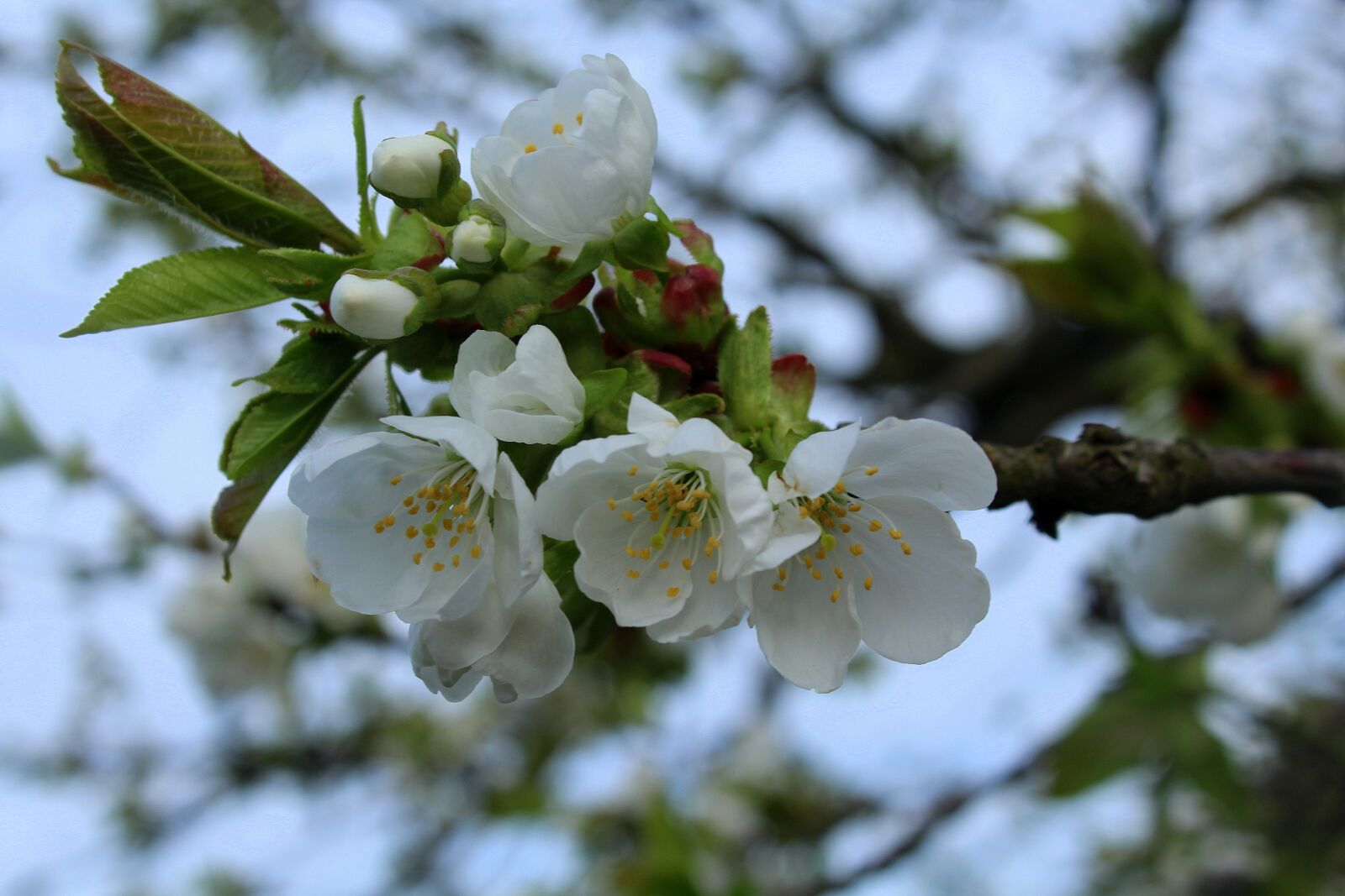 Canon EOS 1200D (EOS Rebel T5 / EOS Kiss X70 / EOS Hi) sample photo. Cherry, sad, spring photography