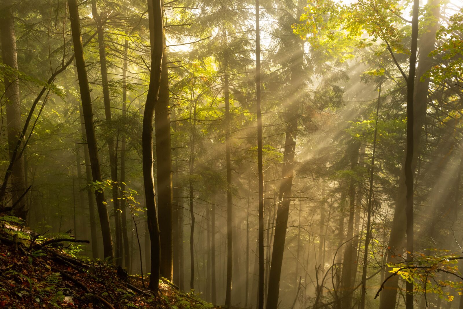 Canon EOS 700D (EOS Rebel T5i / EOS Kiss X7i) sample photo. Forest, the rays, morning photography