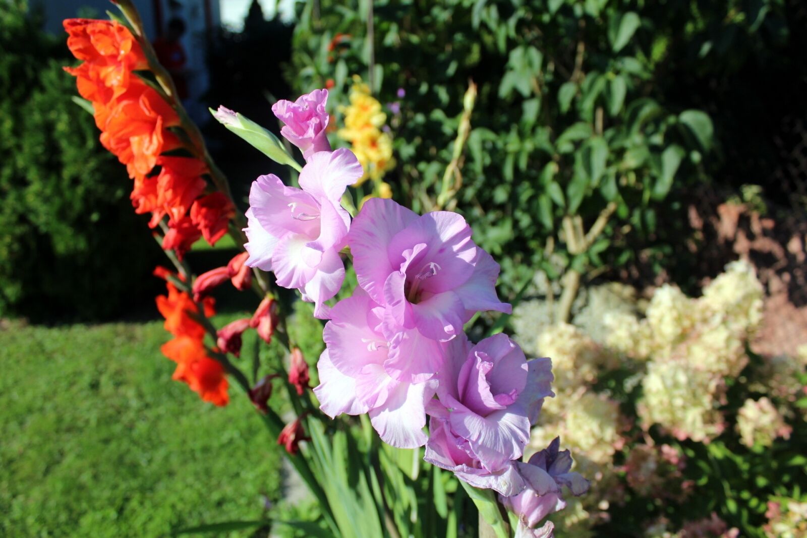 Canon EOS 1200D (EOS Rebel T5 / EOS Kiss X70 / EOS Hi) sample photo. Gladiole, gladioli, garden flowers photography