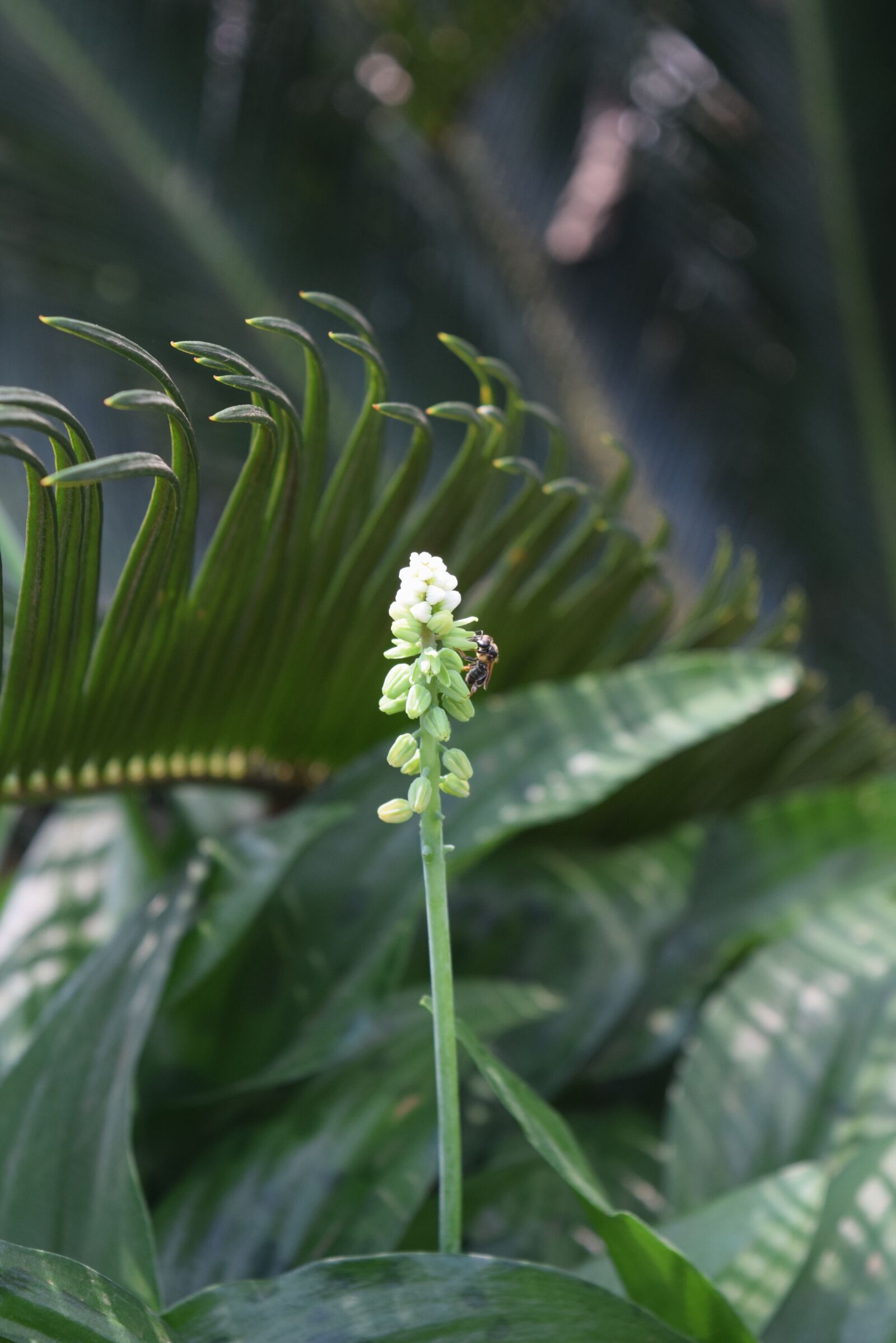 Nikon D5300 sample photo. Pollination, flower, pollen photography