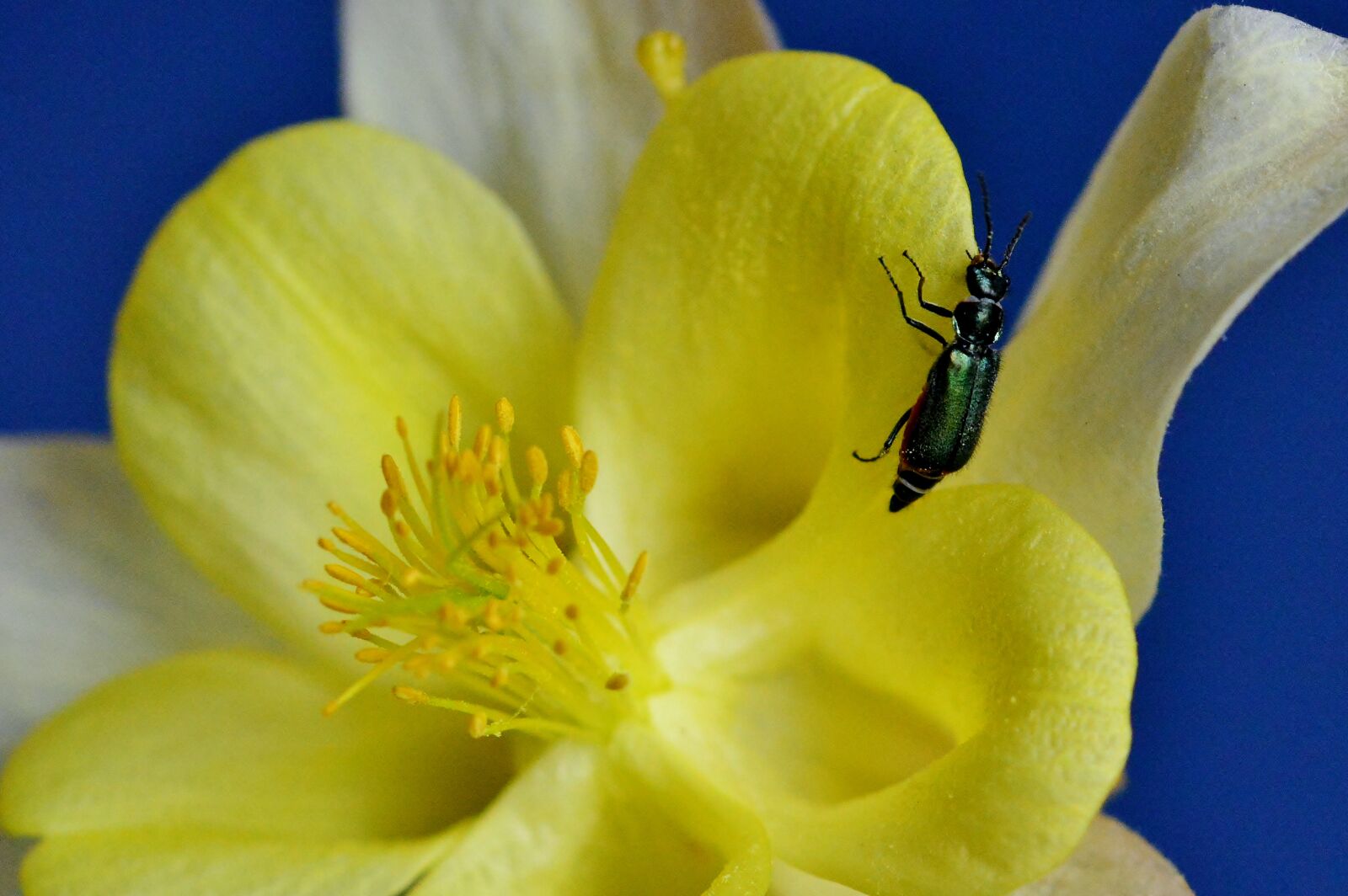 Nikon D5200 sample photo. Blossom, bloom, columbine photography