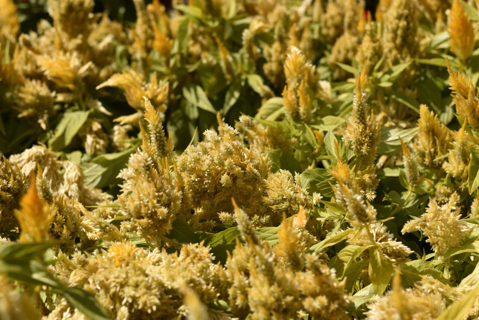 Nikon D3500 sample photo. Lyon, flower, nature photography