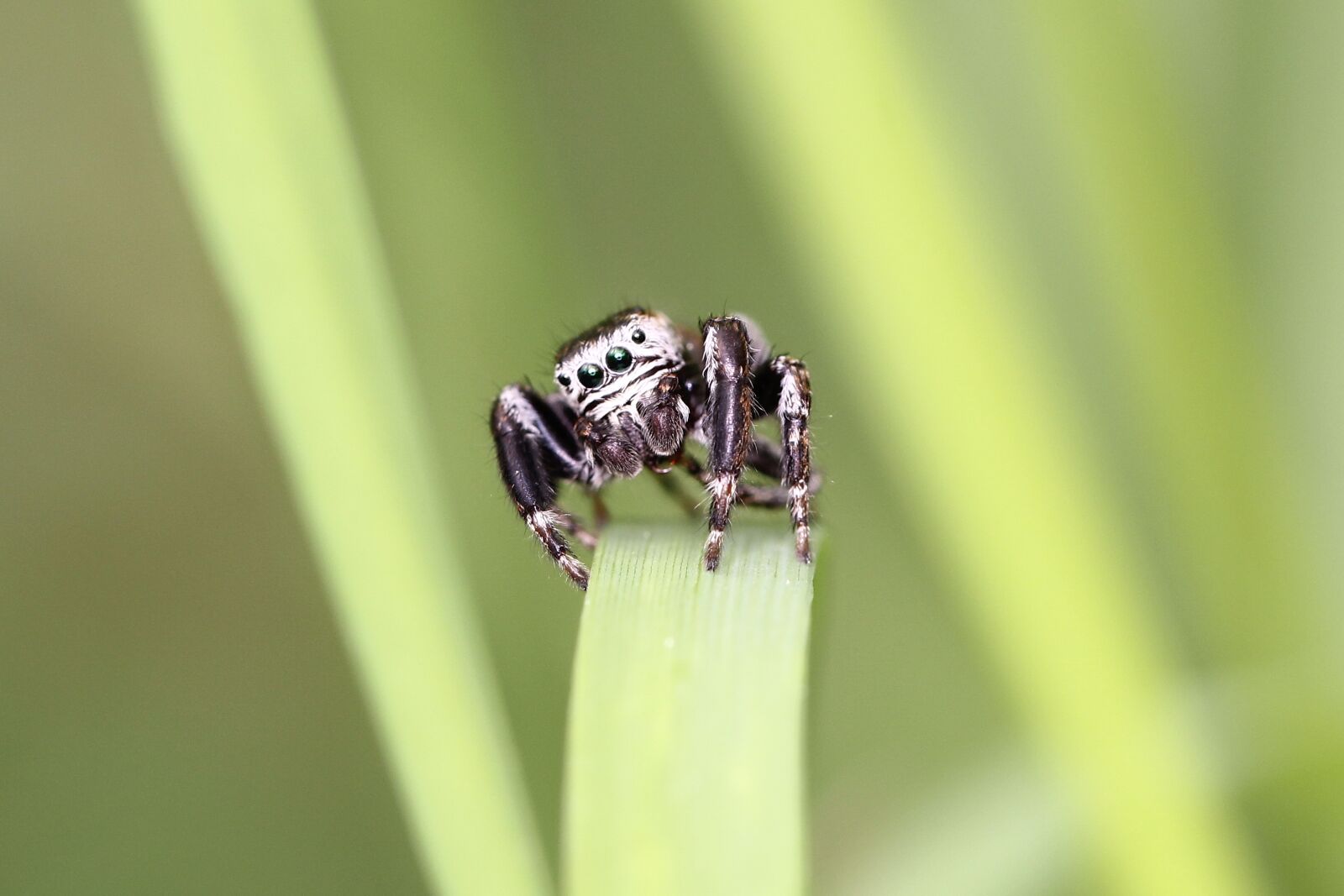 Canon EOS 60D + Canon EF 100mm F2.8L Macro IS USM sample photo. Spider, jumping spider, close photography