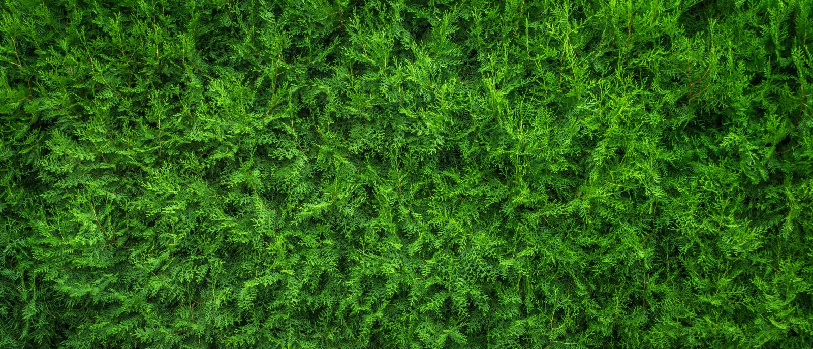Sony E 30mm F3.5 Macro sample photo. Plants, leaf, nature photography