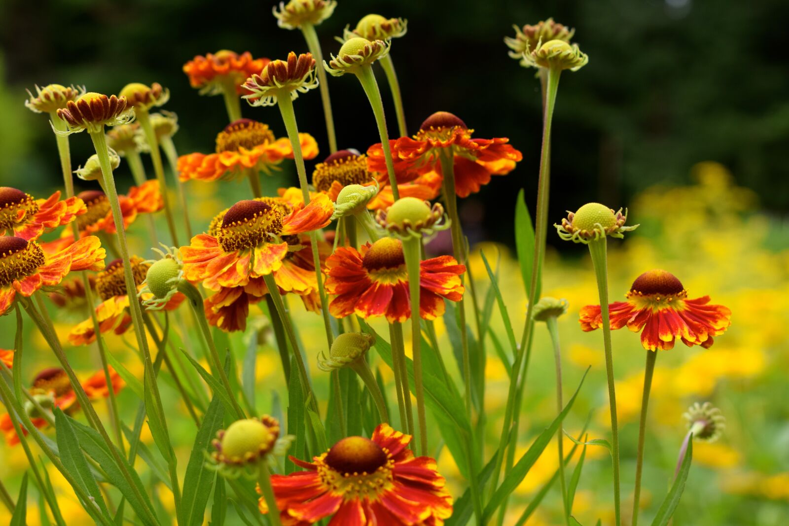 Nikon D3300 sample photo. Sneezeweed, flower, orange photography