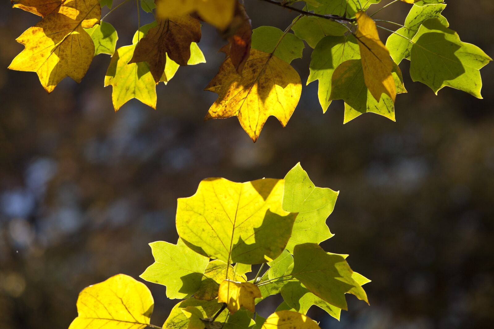 Canon EOS 5D sample photo. Autumn, autumn leaves, maple photography
