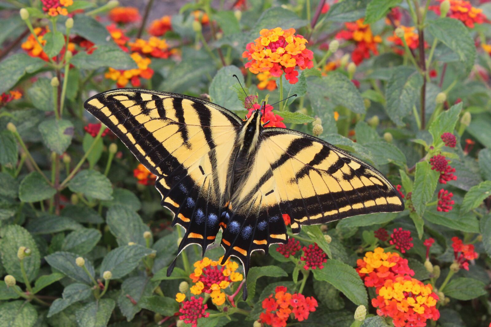 Canon EOS 1200D (EOS Rebel T5 / EOS Kiss X70 / EOS Hi) sample photo. Butterfly, flowers, nature photography