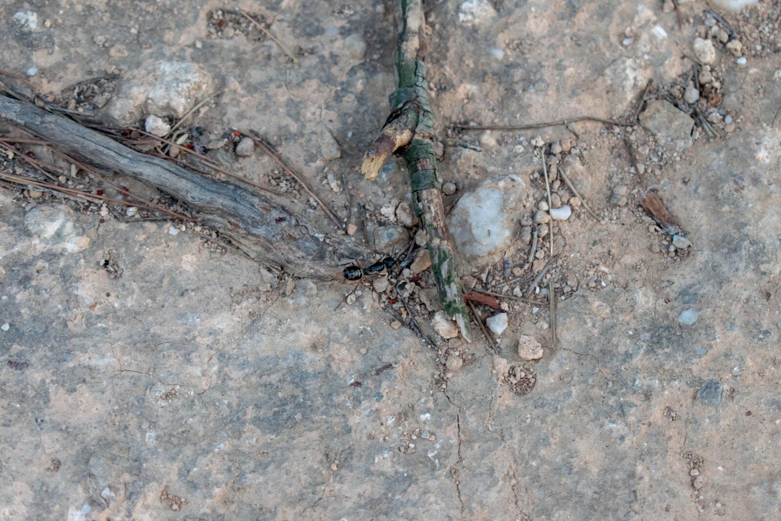 Nikon D5300 sample photo. Ant, nature, insect photography