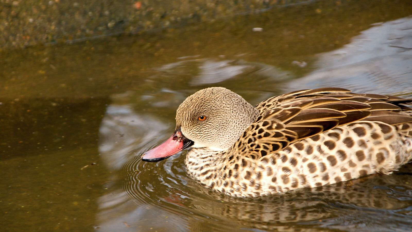 18.00 - 200.00 mm f/3.5 - 6.3 sample photo. Duck, water, ducks photography