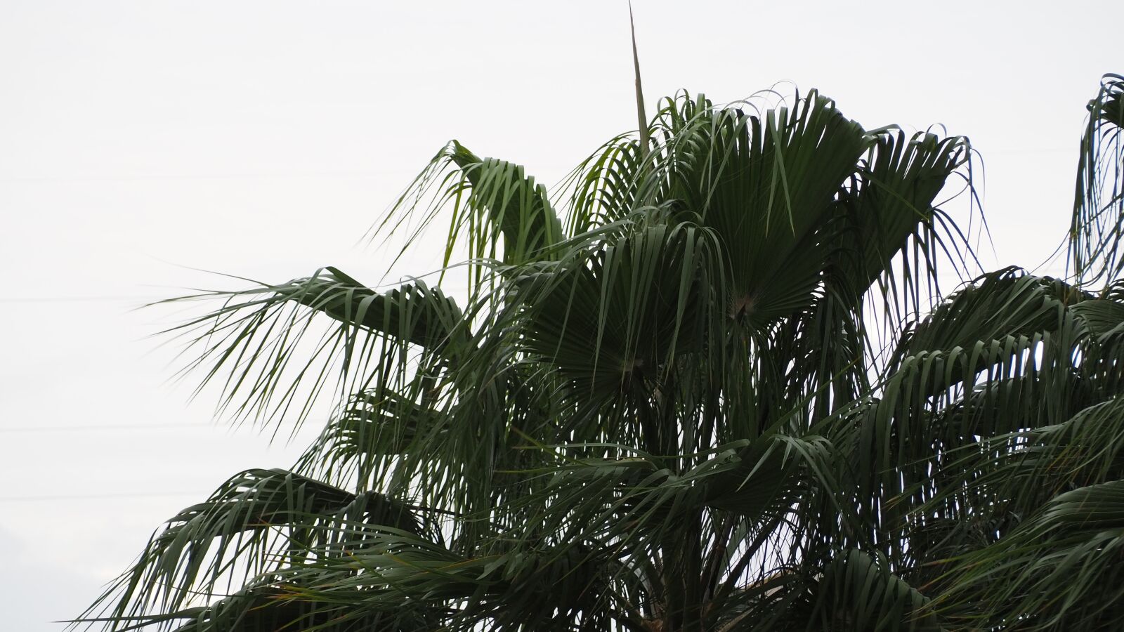 Olympus OM-D E-M10 III + Olympus M.Zuiko Digital ED 40-150mm F4-5.6 R sample photo. Palm tree, nature, tropical photography