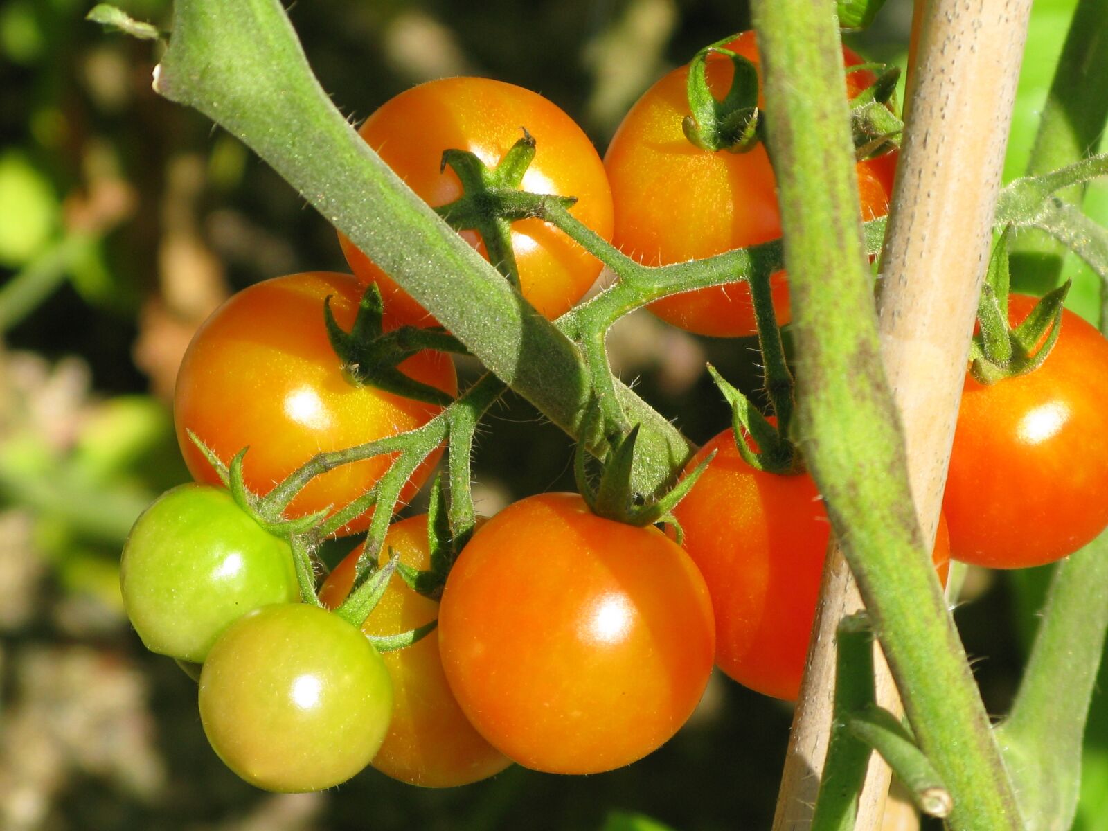 Canon POWERSHOT G9 sample photo. Tomatoes, orchard, red photography