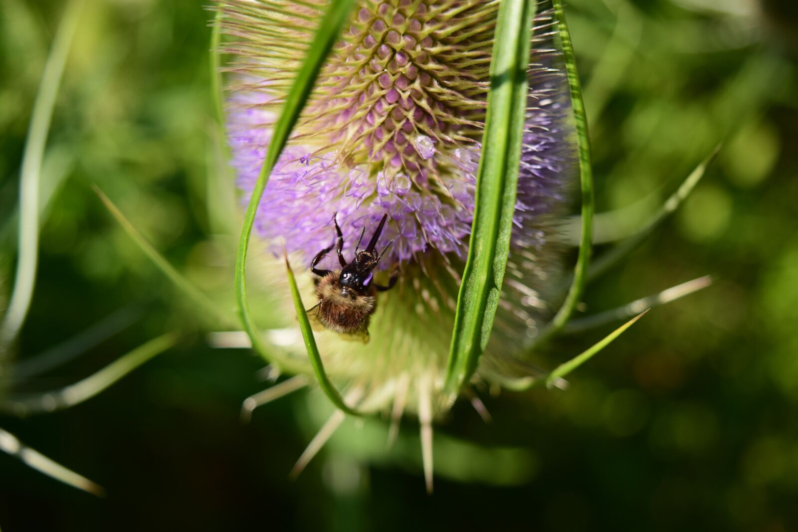 Nikon D3300 sample photo. Wild teasel, dipsacus fullonum photography