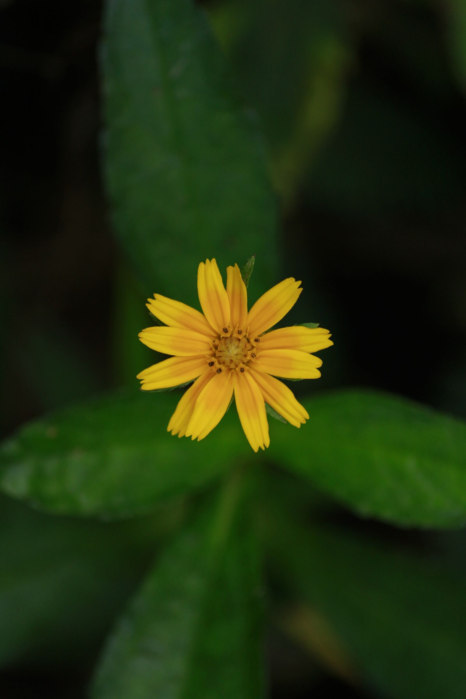 Canon EOS 700D (EOS Rebel T5i / EOS Kiss X7i) sample photo. Yellow, yellow flower, flower photography