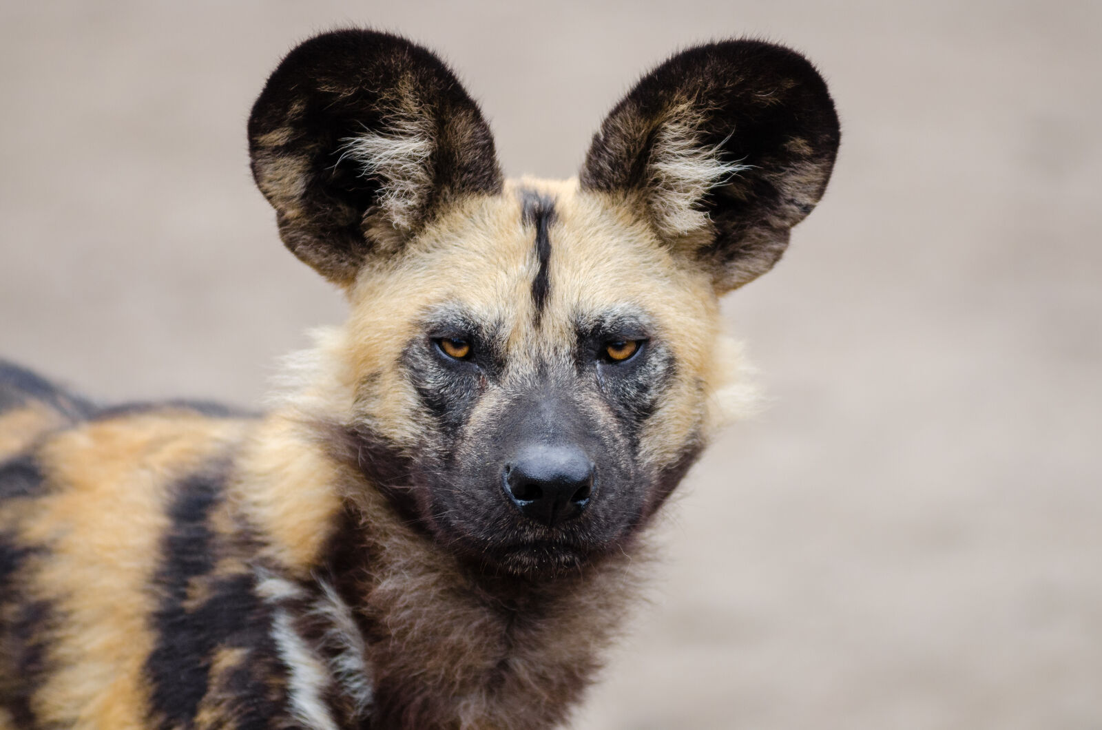 AF Zoom-Nikkor 80-200mm f/2.8 ED sample photo. Brown, and, black, african photography