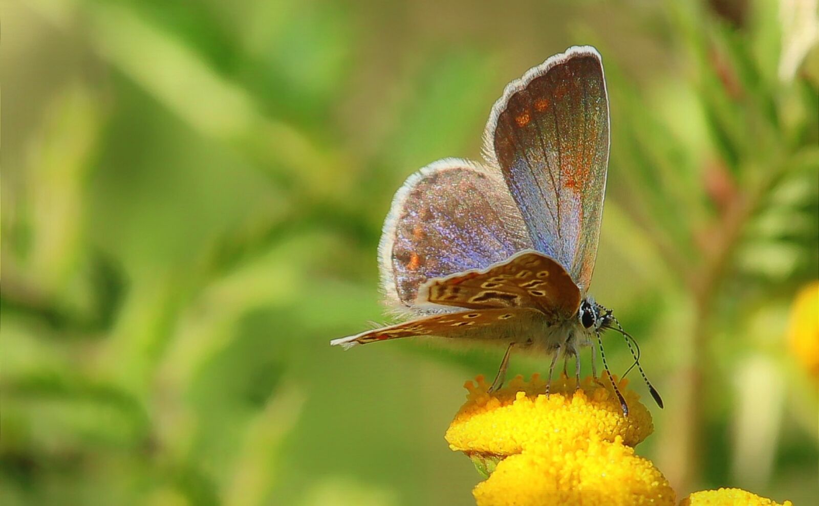 Canon EF-S 55-250mm F4-5.6 IS STM sample photo. Butterfly, common blue, meadow photography