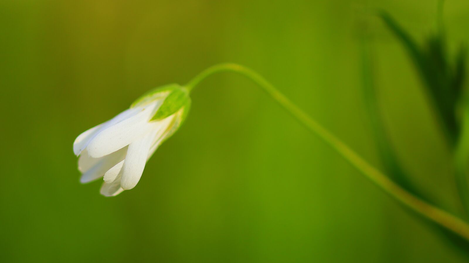 Canon EOS M50 (EOS Kiss M) sample photo. Flower, blossom, bloom photography