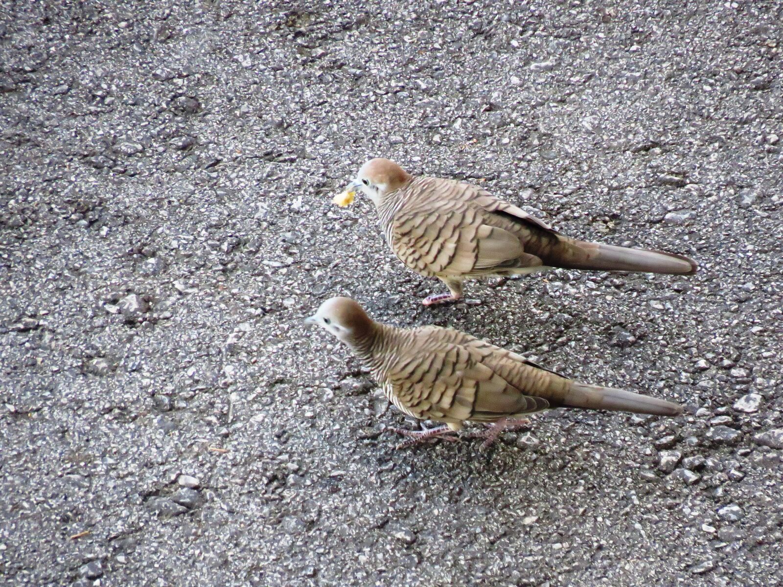 Canon PowerShot SX60 HS sample photo