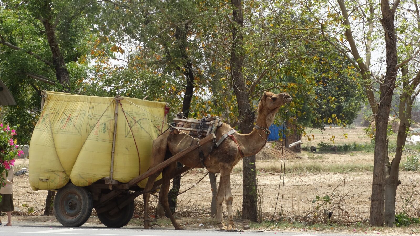 Sony Cyber-shot DSC-HX300 sample photo. Camel, transport, india photography
