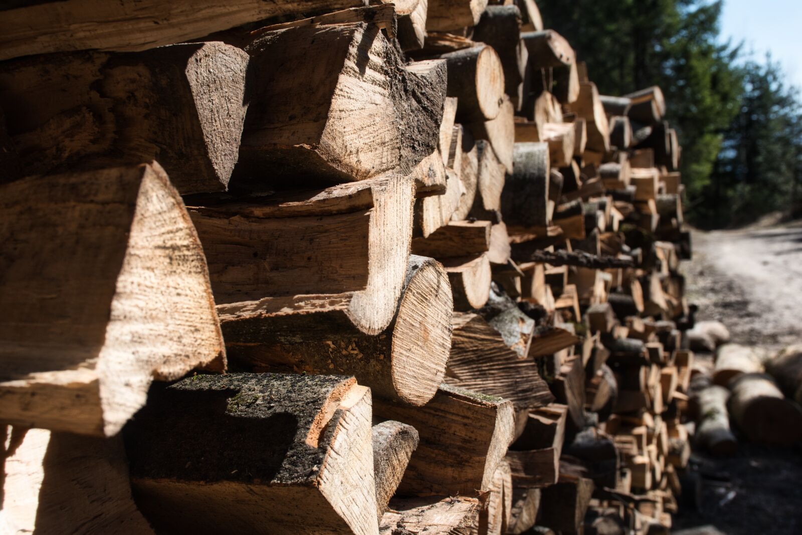 Nikon D5600 sample photo. Wood, forest, away photography