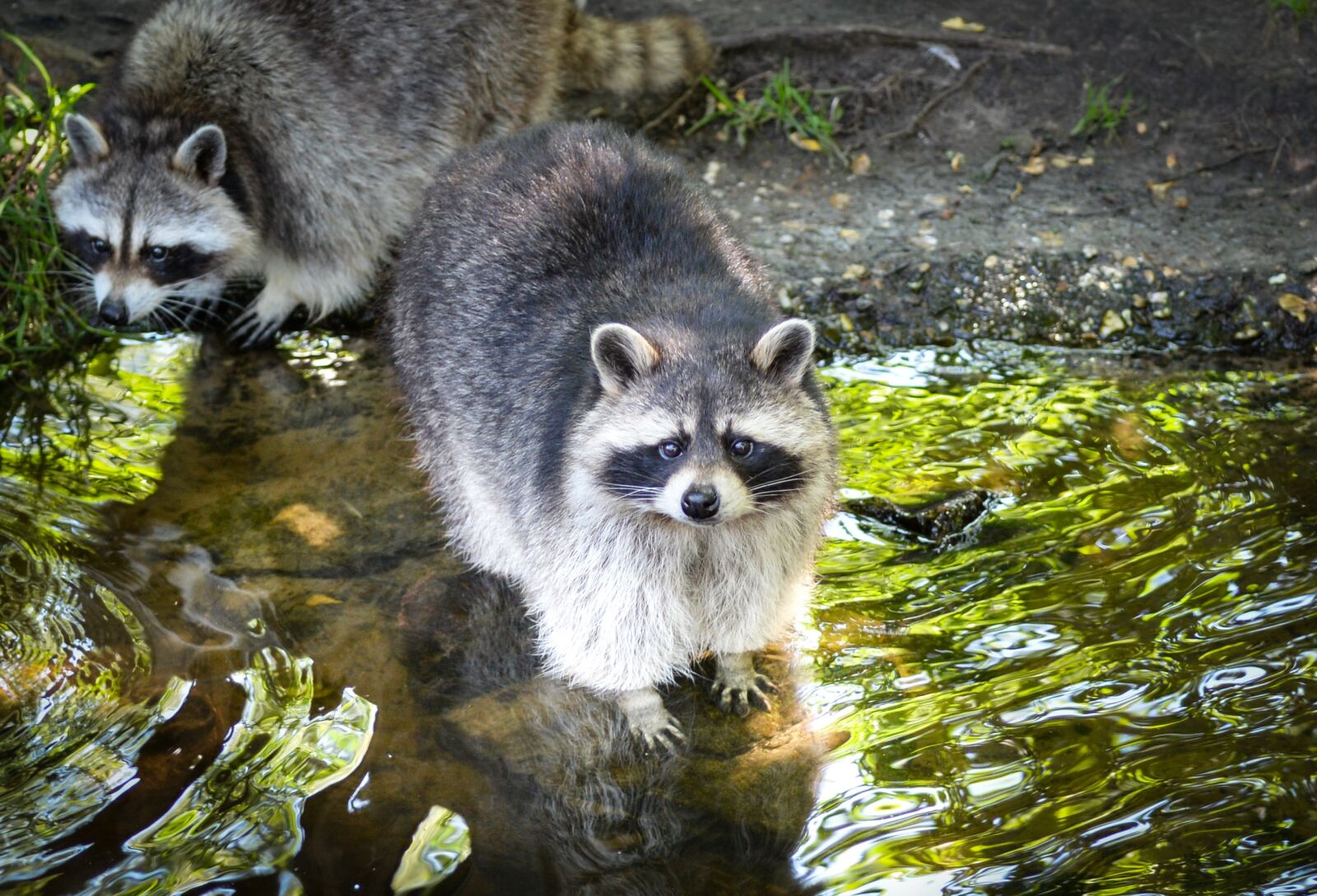 Nikon D610 sample photo. Raccoon, cute, bear photography