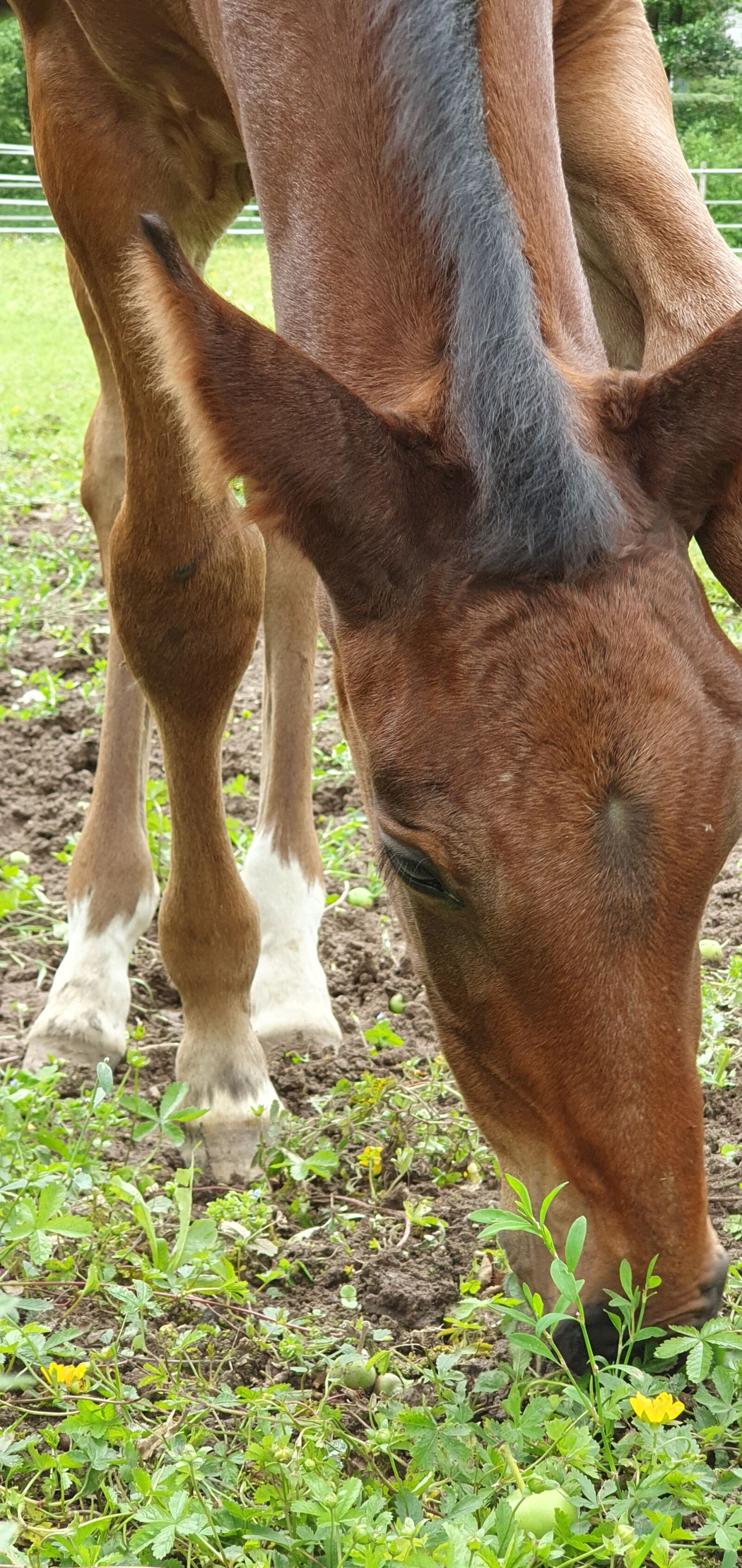 Samsung Galaxy S10+ sample photo. Foal, close up, brown photography