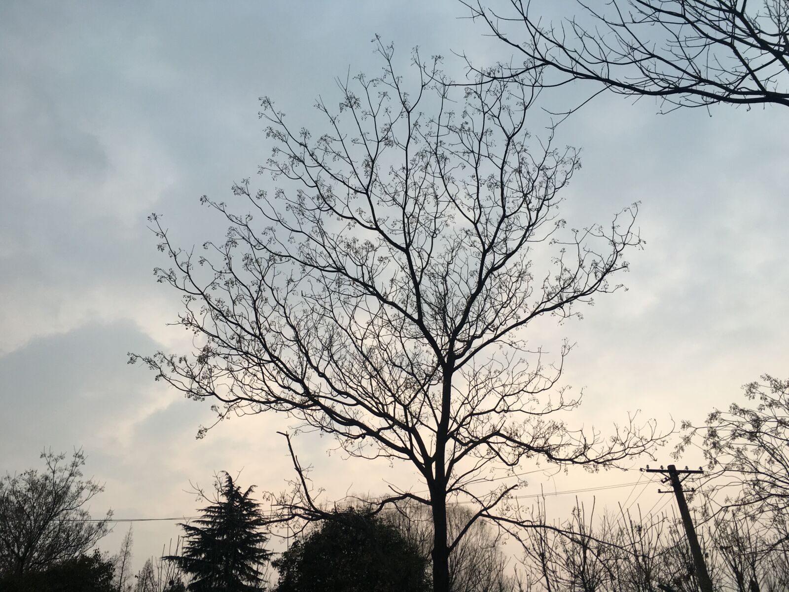 iPhone 6s back camera 4.15mm f/2.2 sample photo. Readily, tree, twilight photography