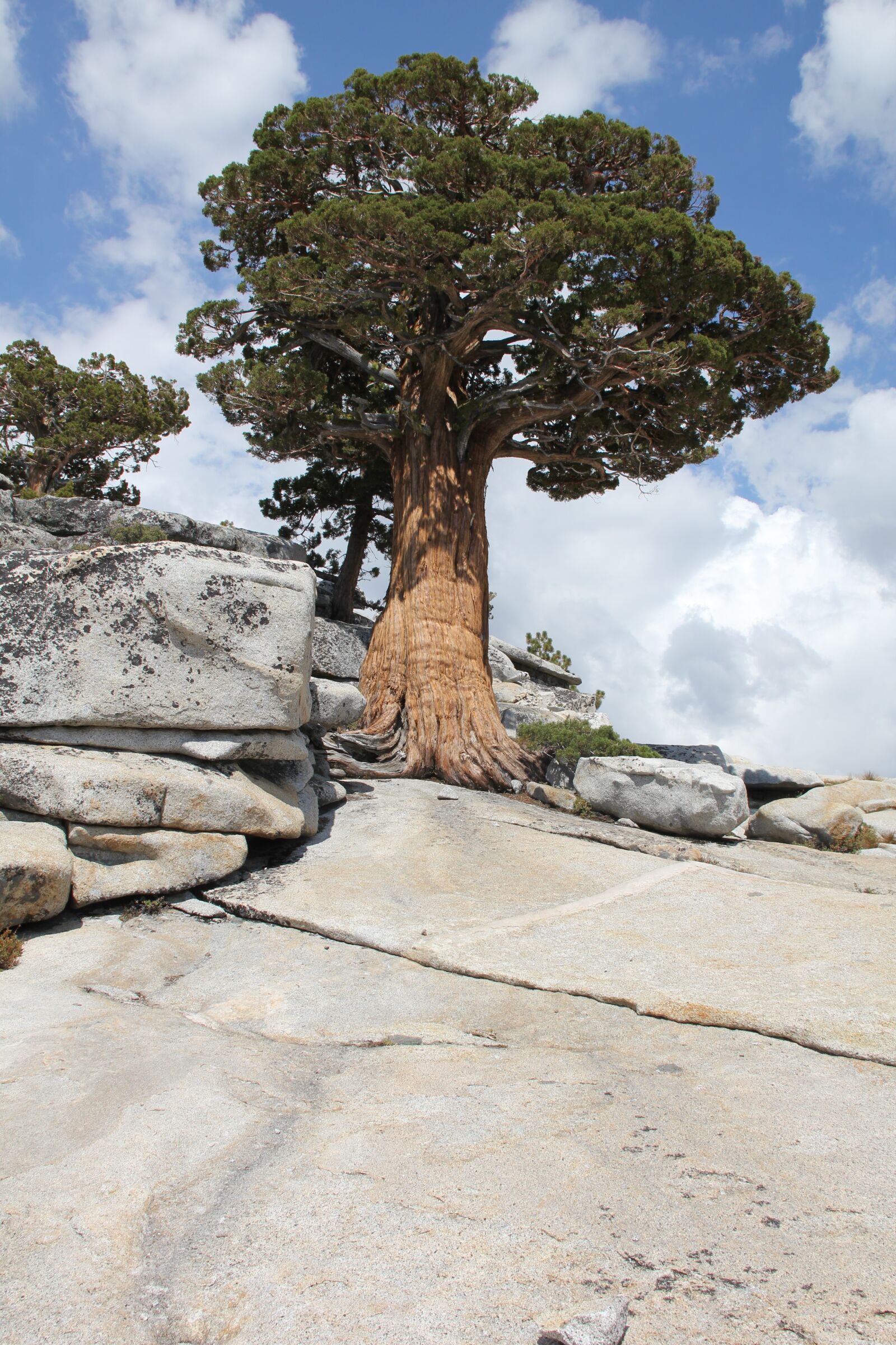 Canon EOS 550D (EOS Rebel T2i / EOS Kiss X4) sample photo. Tree, cedar, bark photography