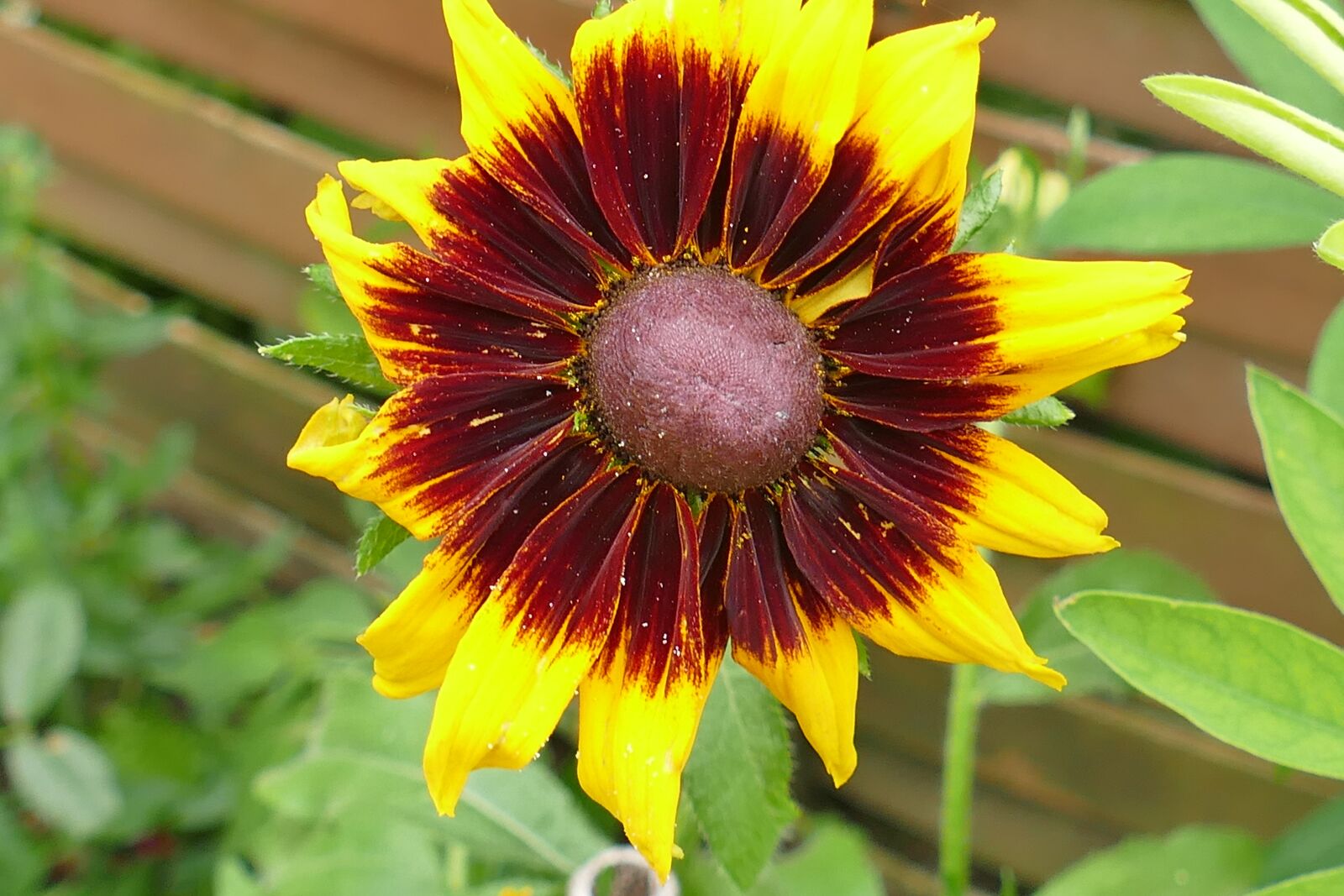 Panasonic Lumix DMC-FZ1000 sample photo. Coneflower, macro, plant photography