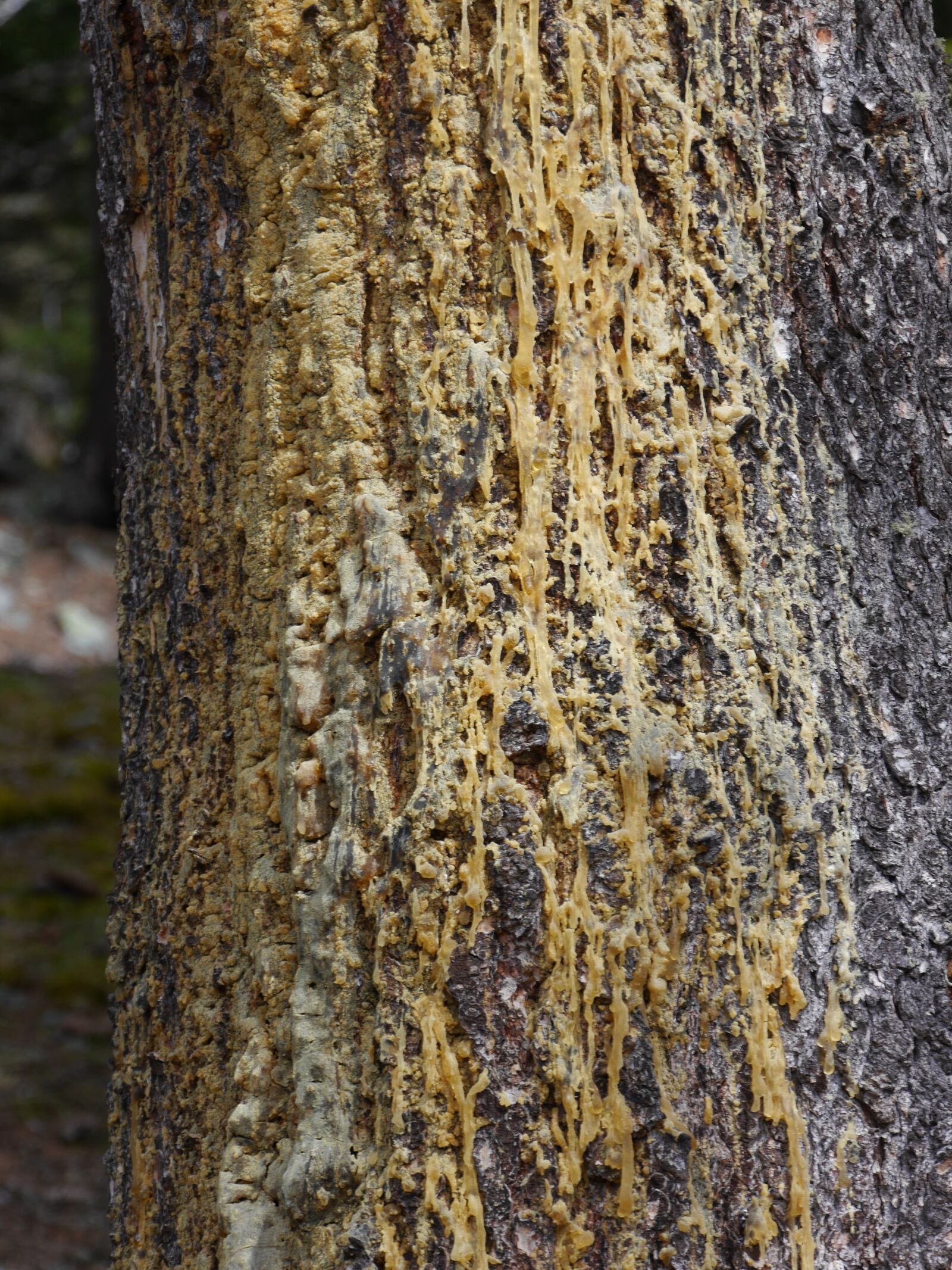 Panasonic Lumix DMC-G6 sample photo. Tree, resin, nature photography