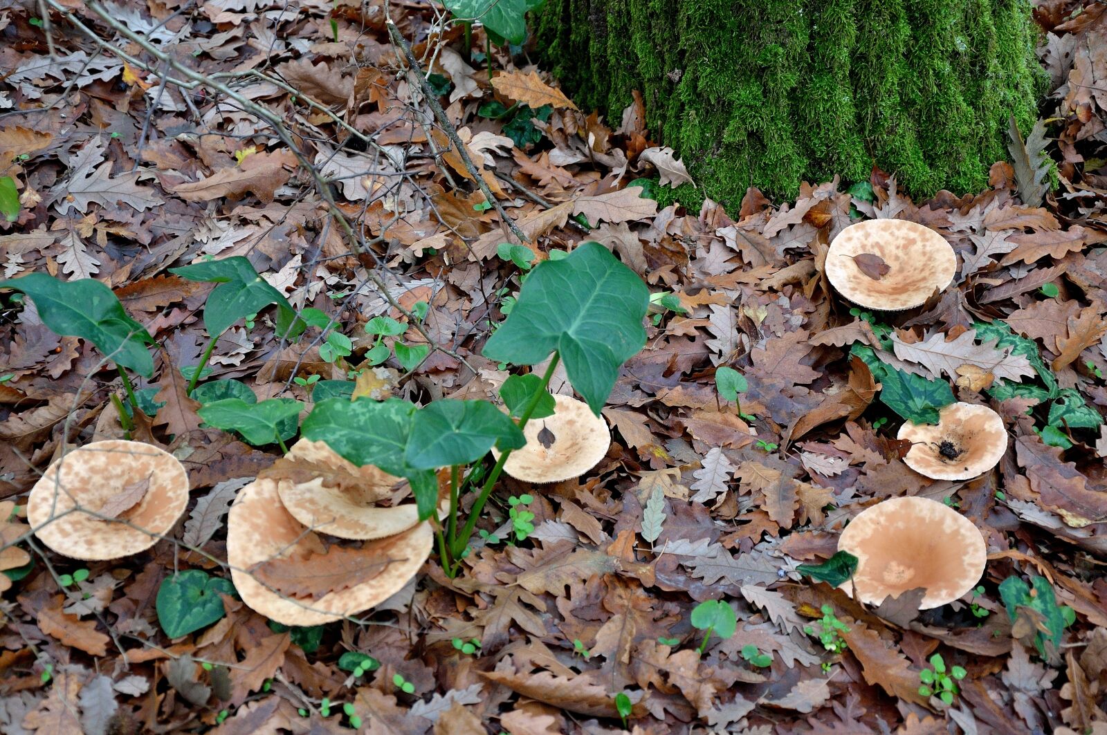 Nikon D90 sample photo. Fungus, forest, nature photography