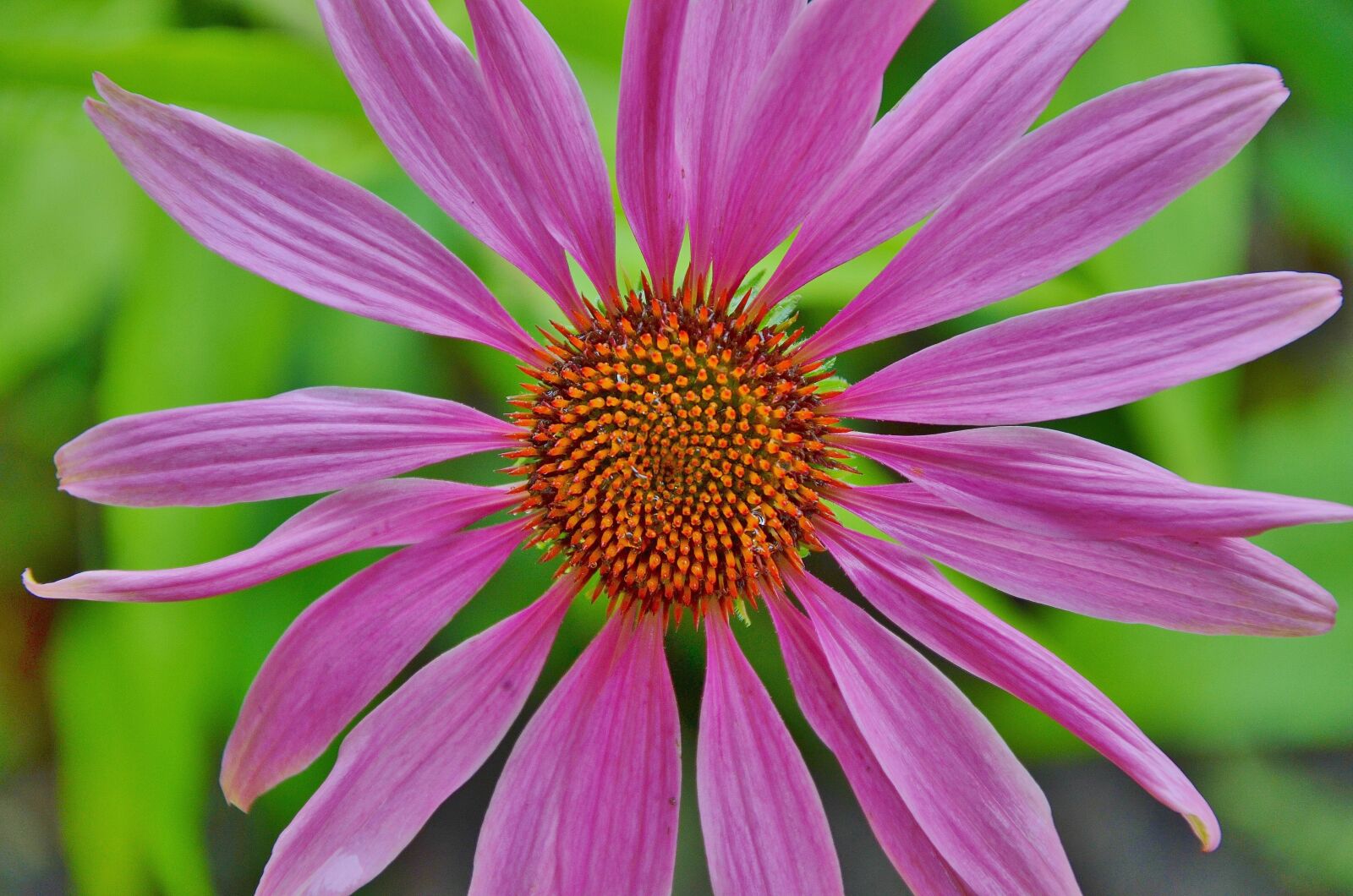 Nikon D7000 sample photo. Flower, floral, nature photography