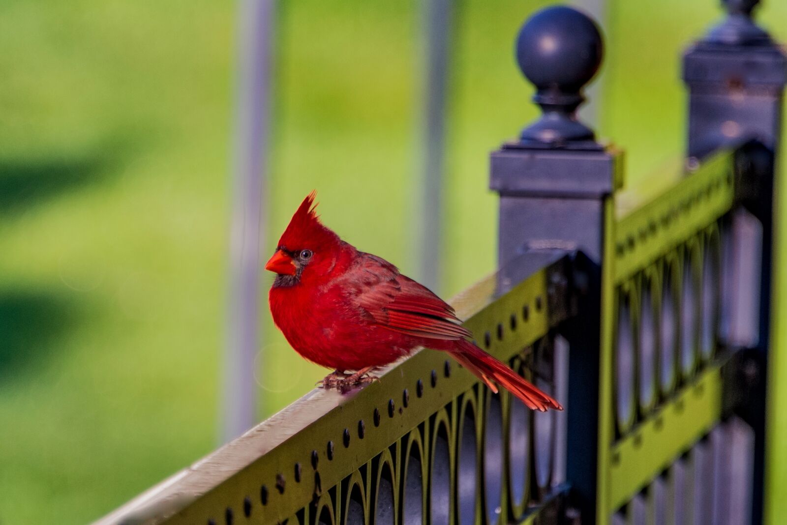 Nikon D800 sample photo. American, robin, birds photography
