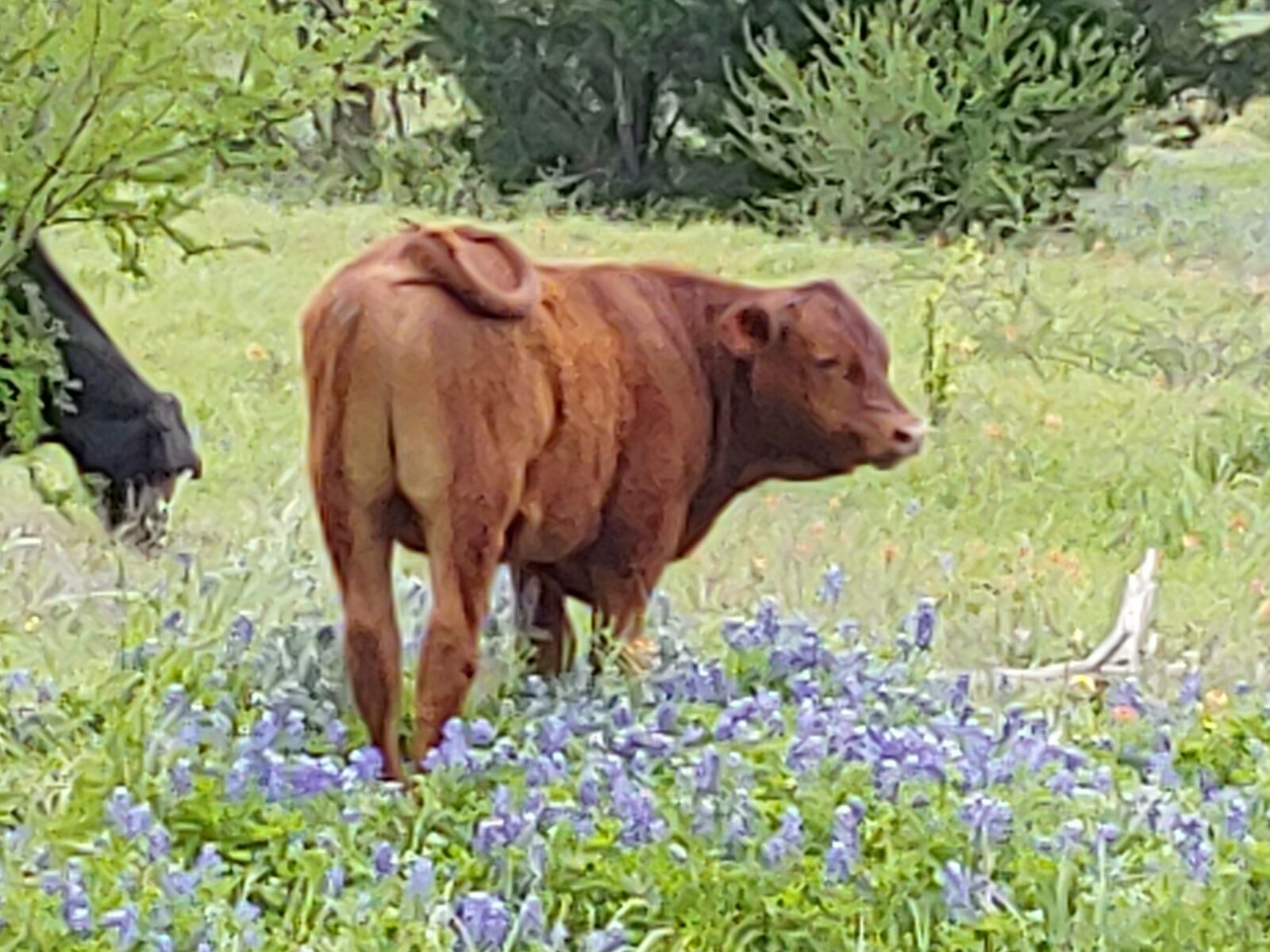 LG G7 THINQ sample photo. Cow, bluebonnets, nature photography