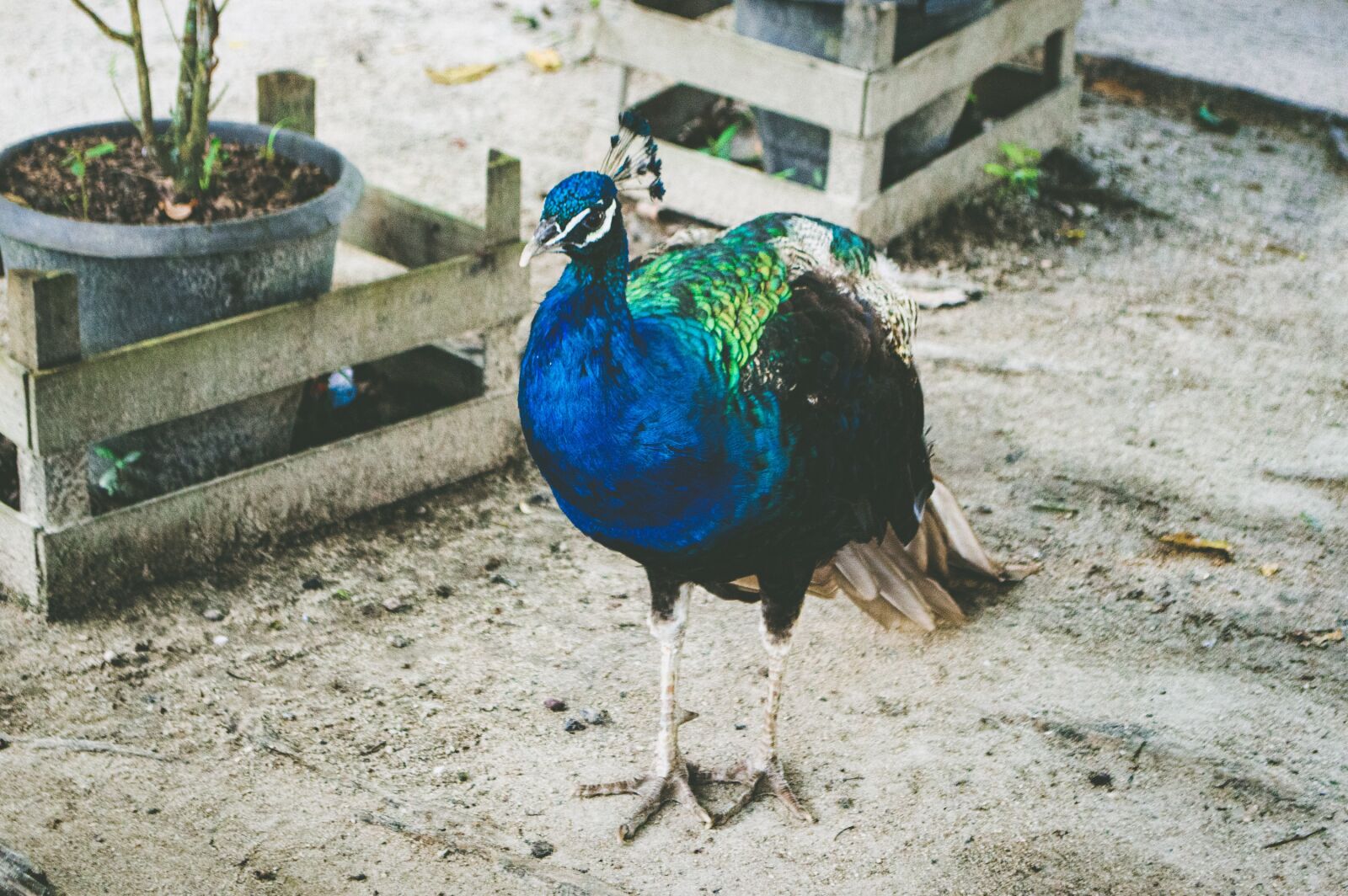 Nikon D3200 sample photo. Peacock, bird, animal photography