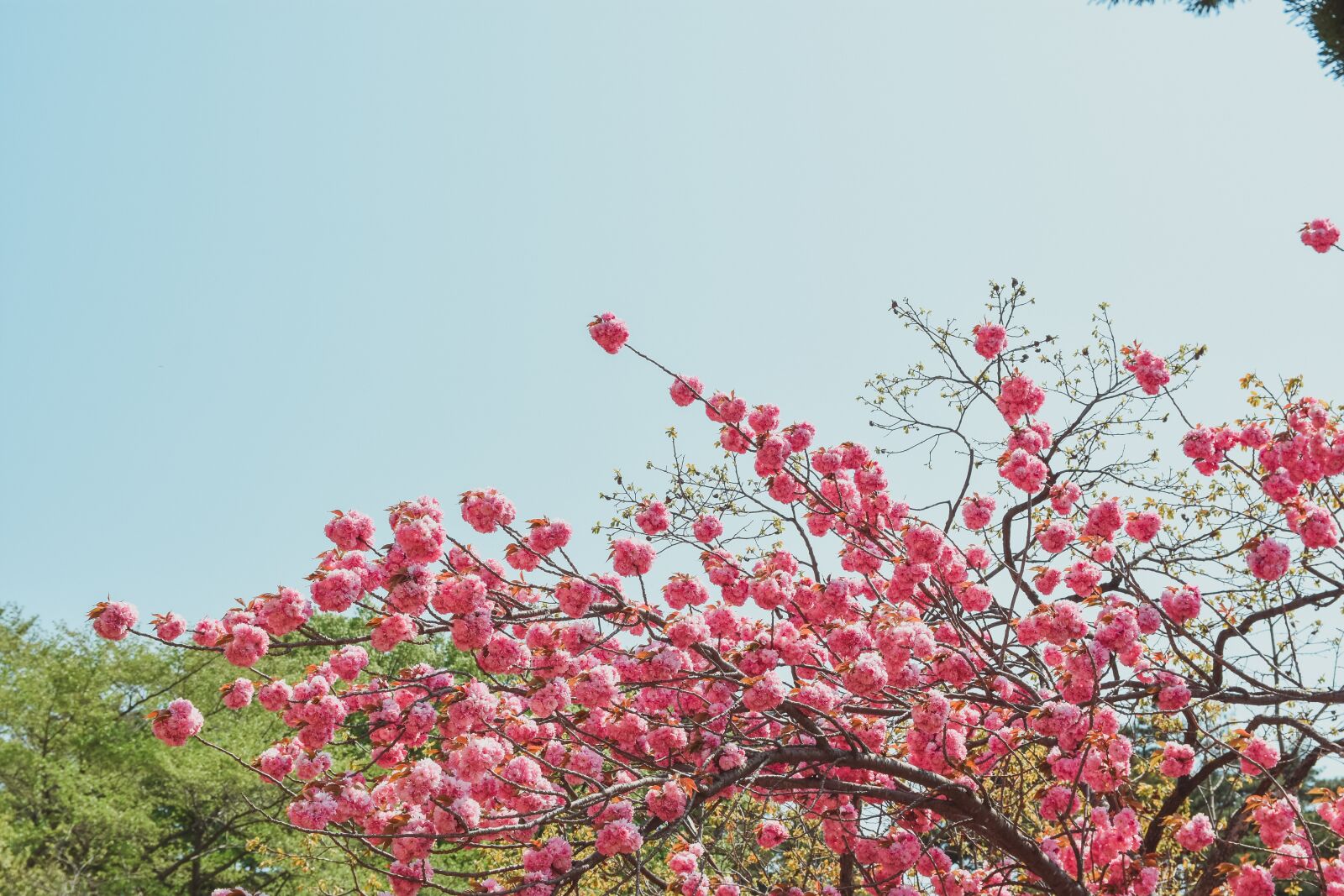 Nikon D7200 sample photo. Fold cherry, flowers, spring photography