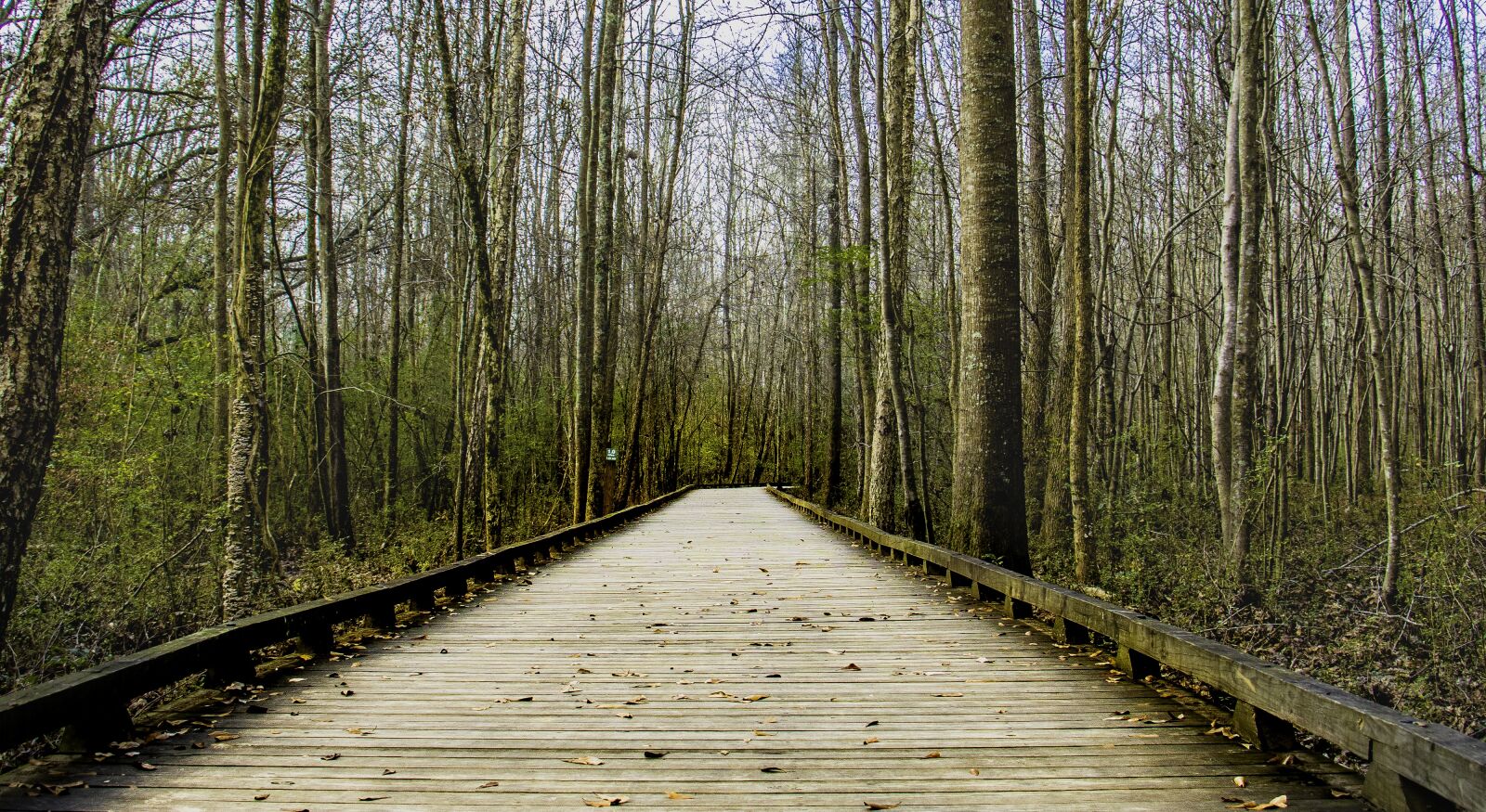 Canon EOS 760D (EOS Rebel T6s / EOS 8000D) sample photo. Road, forest, wood photography