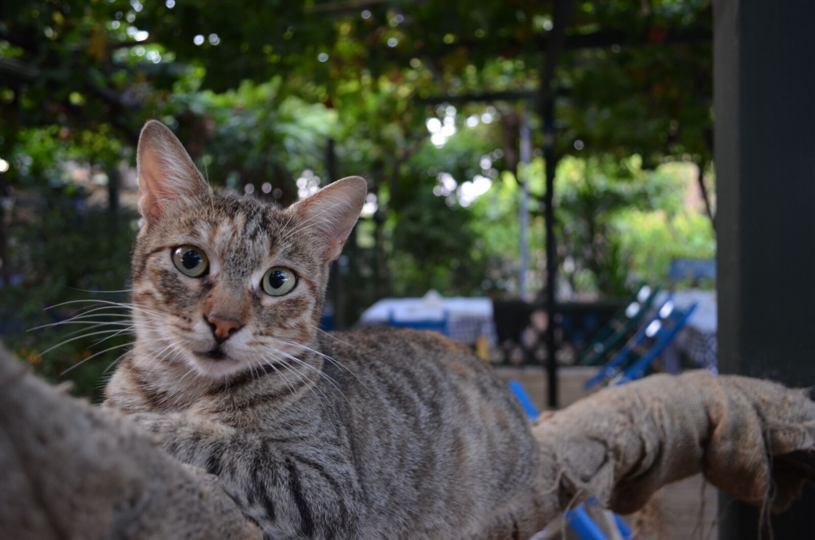 Nikon D5100 sample photo. Cat, greek, tavern photography