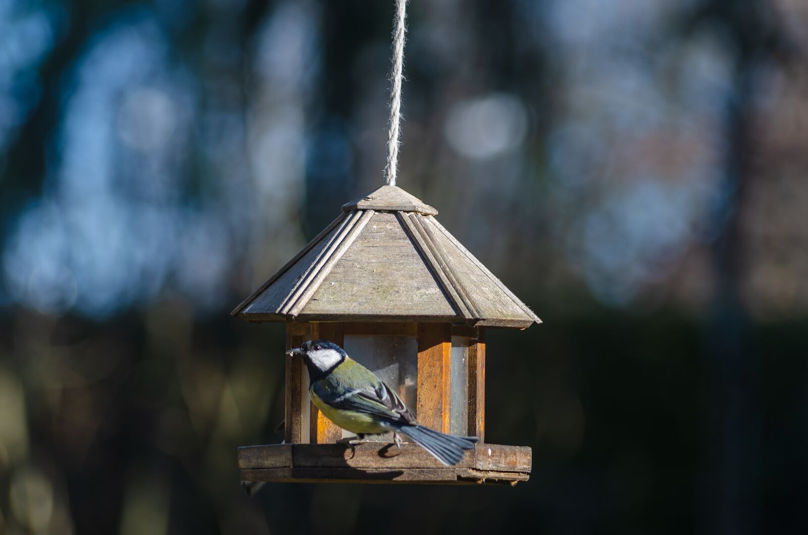 Nikon D7000 sample photo. Tit, blue, bird photography