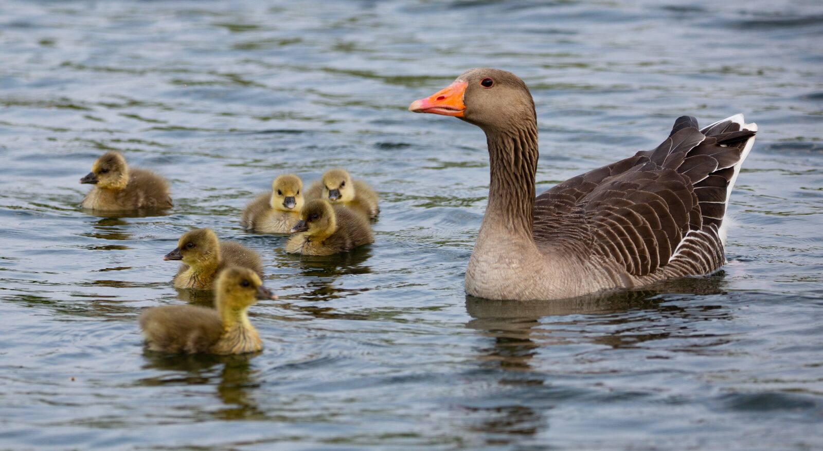 150-600mm F5-6.3 DG OS HSM | Contemporary 015 sample photo. Geese and goslings, geese photography