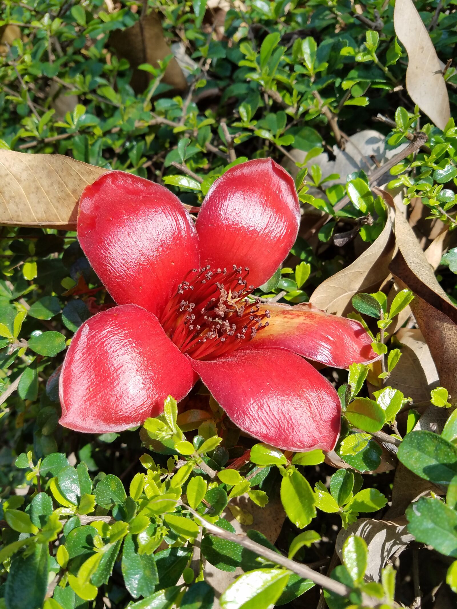 Samsung Galaxy S7 Edge sample photo. Lawn, kapok, flower photography