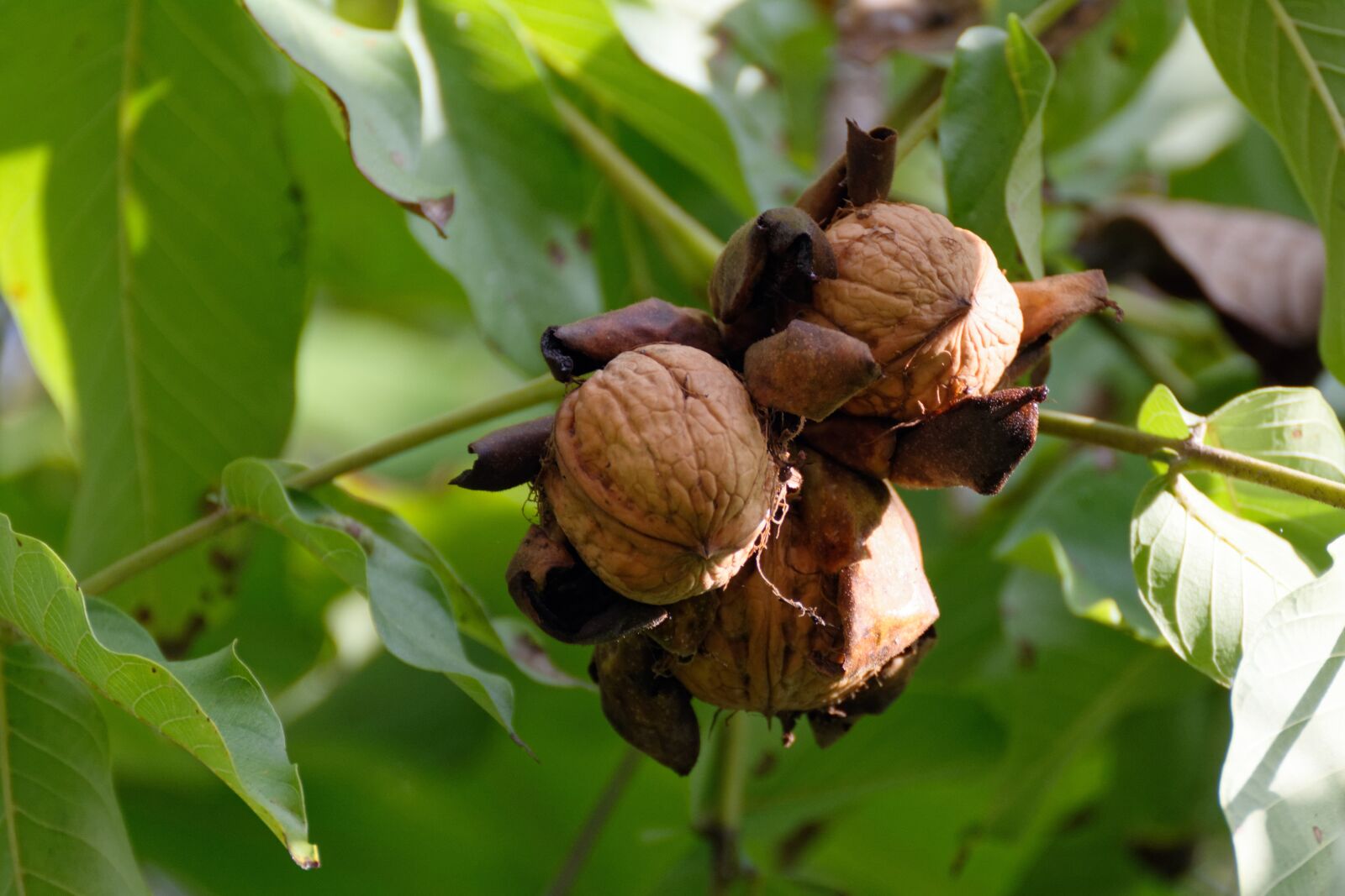 Nikon D5200 sample photo. Walnut, nuts, walnuts photography