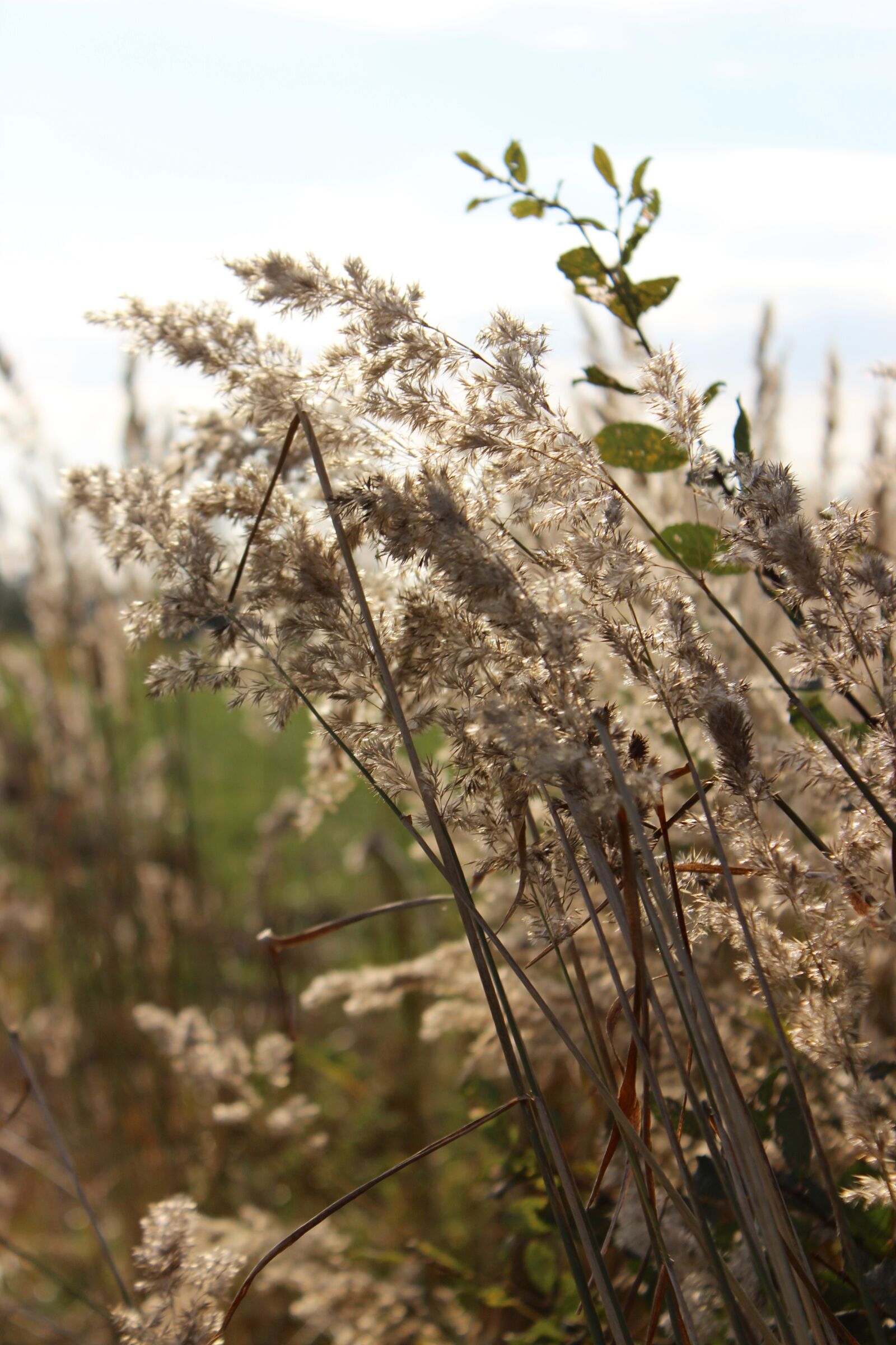 Canon EOS 600D (Rebel EOS T3i / EOS Kiss X5) sample photo. Dry, fall, grass, winter photography