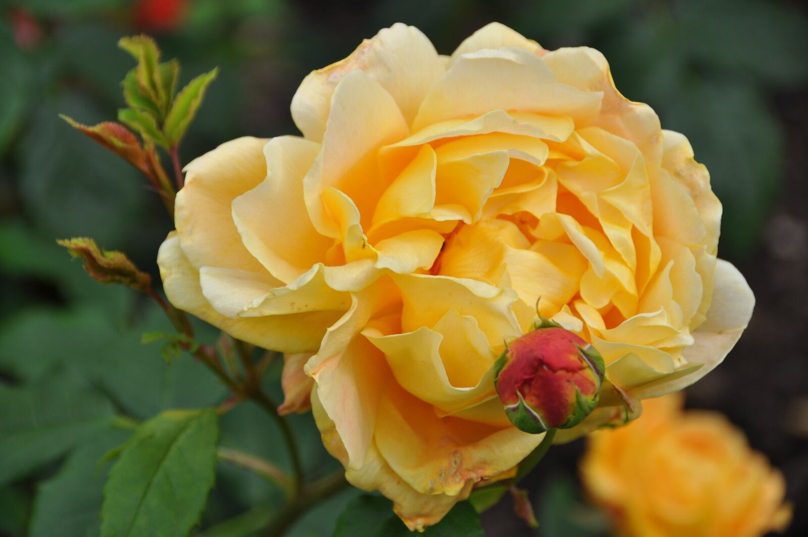 Nikon D5000 sample photo. Rose, flower, summer photography
