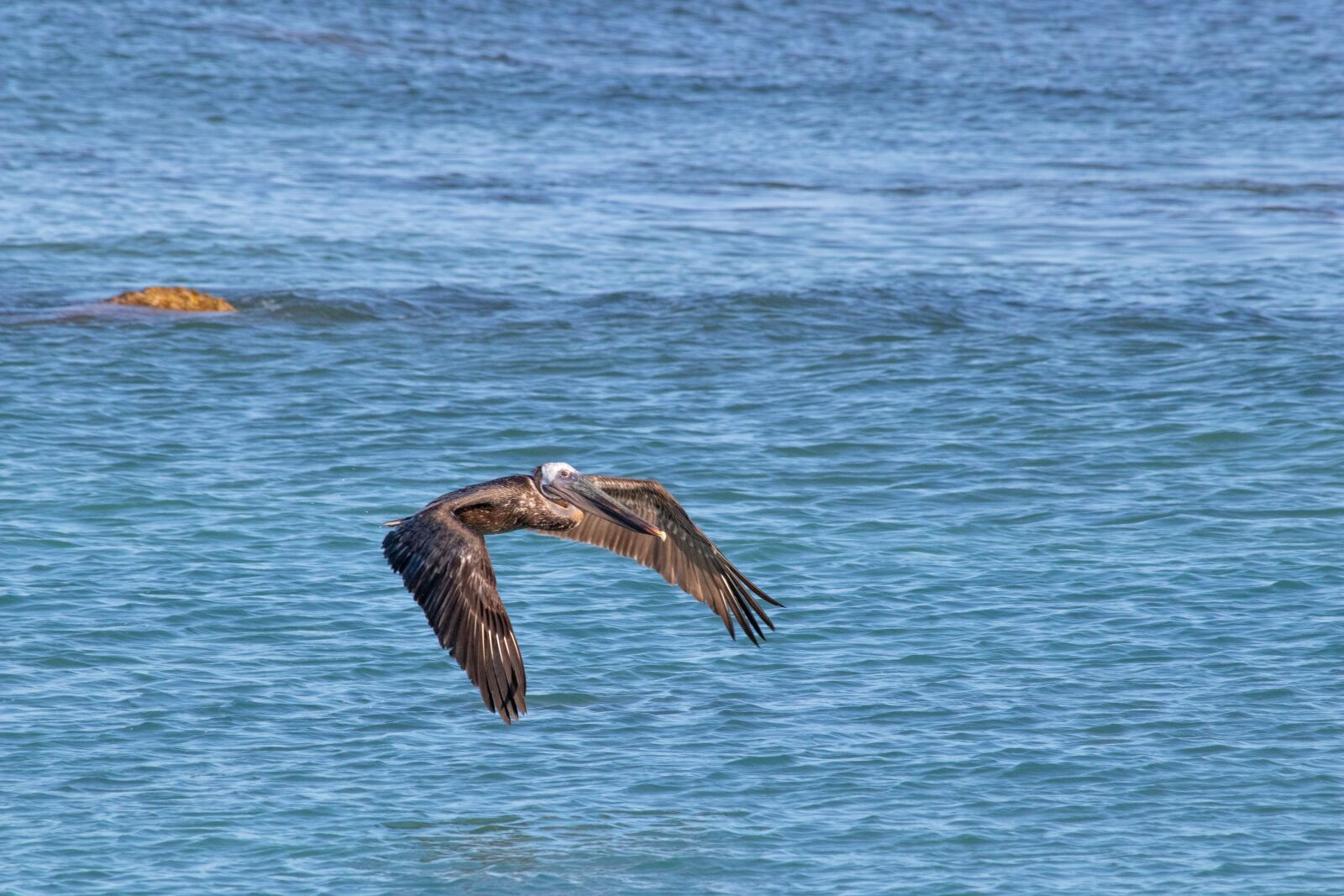 Canon EF 70-300mm F4-5.6 IS USM sample photo. Nature, birds, pelikan photography