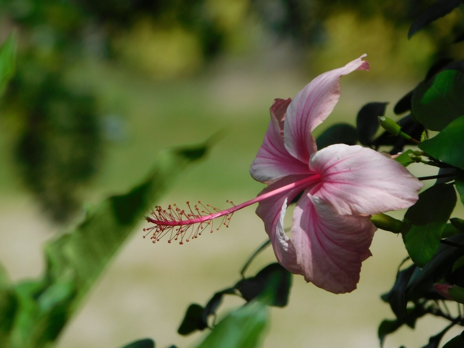 Nikon Coolpix L840 sample photo. Rosa, hibiscus, flower photography