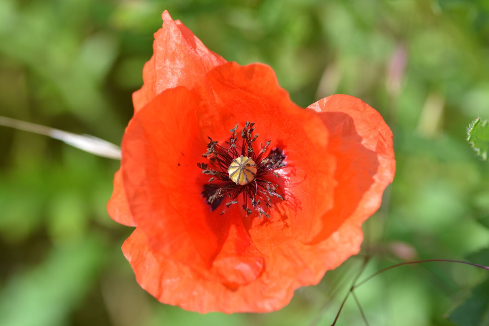 Nikon D5200 sample photo. Flower, nature, plant photography