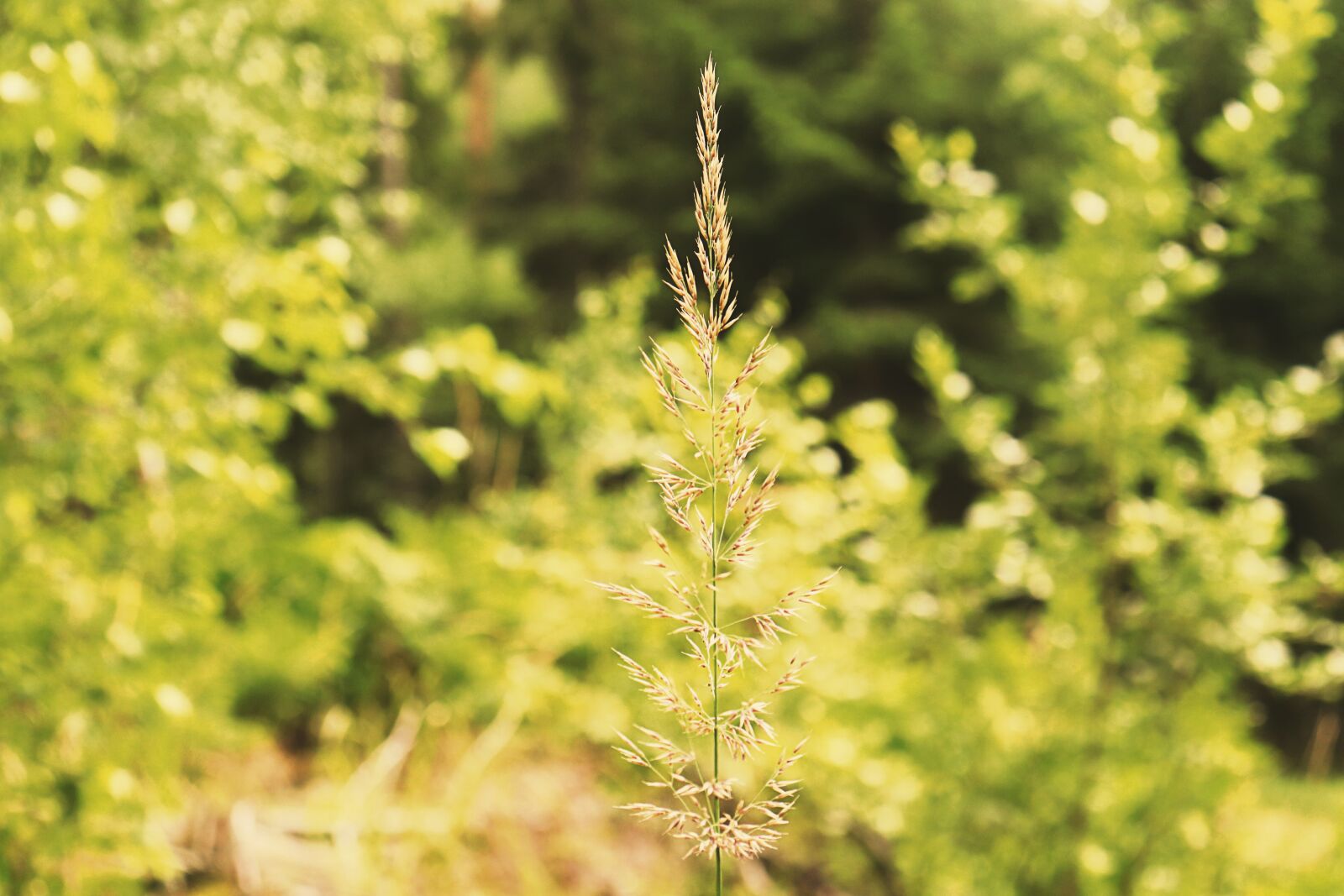Canon EOS 77D (EOS 9000D / EOS 770D) sample photo. Grass, flowers, plant photography