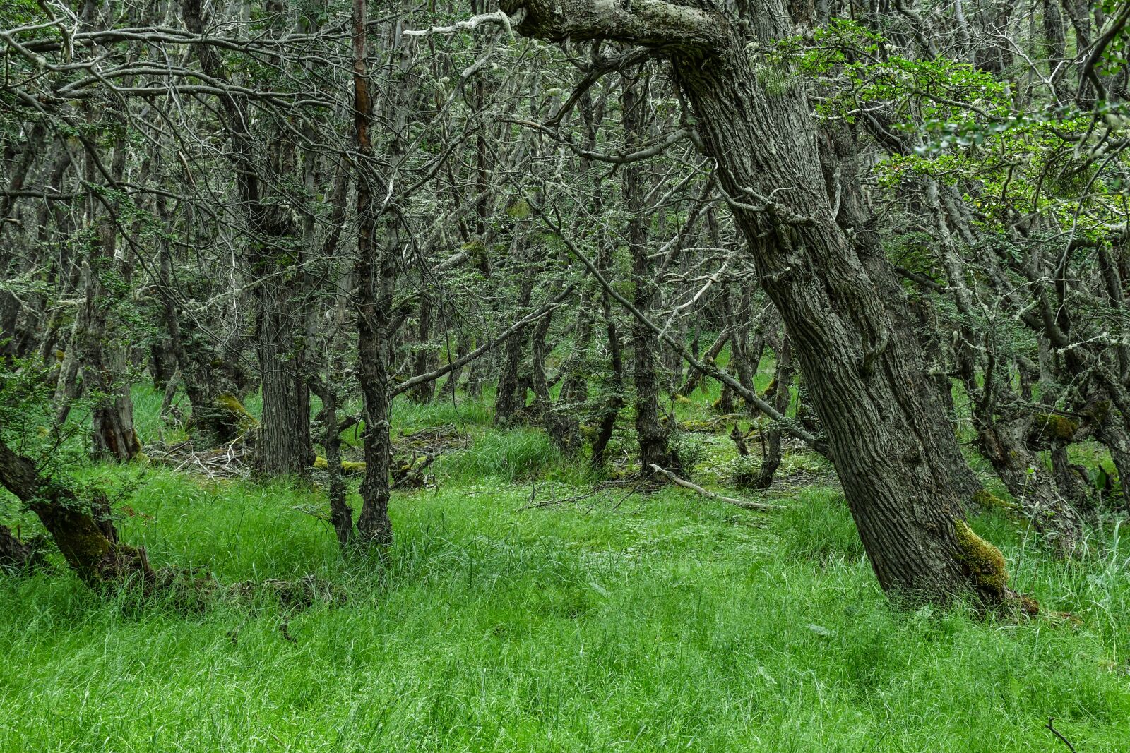 Nikon D7500 sample photo. Ushuaia, argentina, nature photography